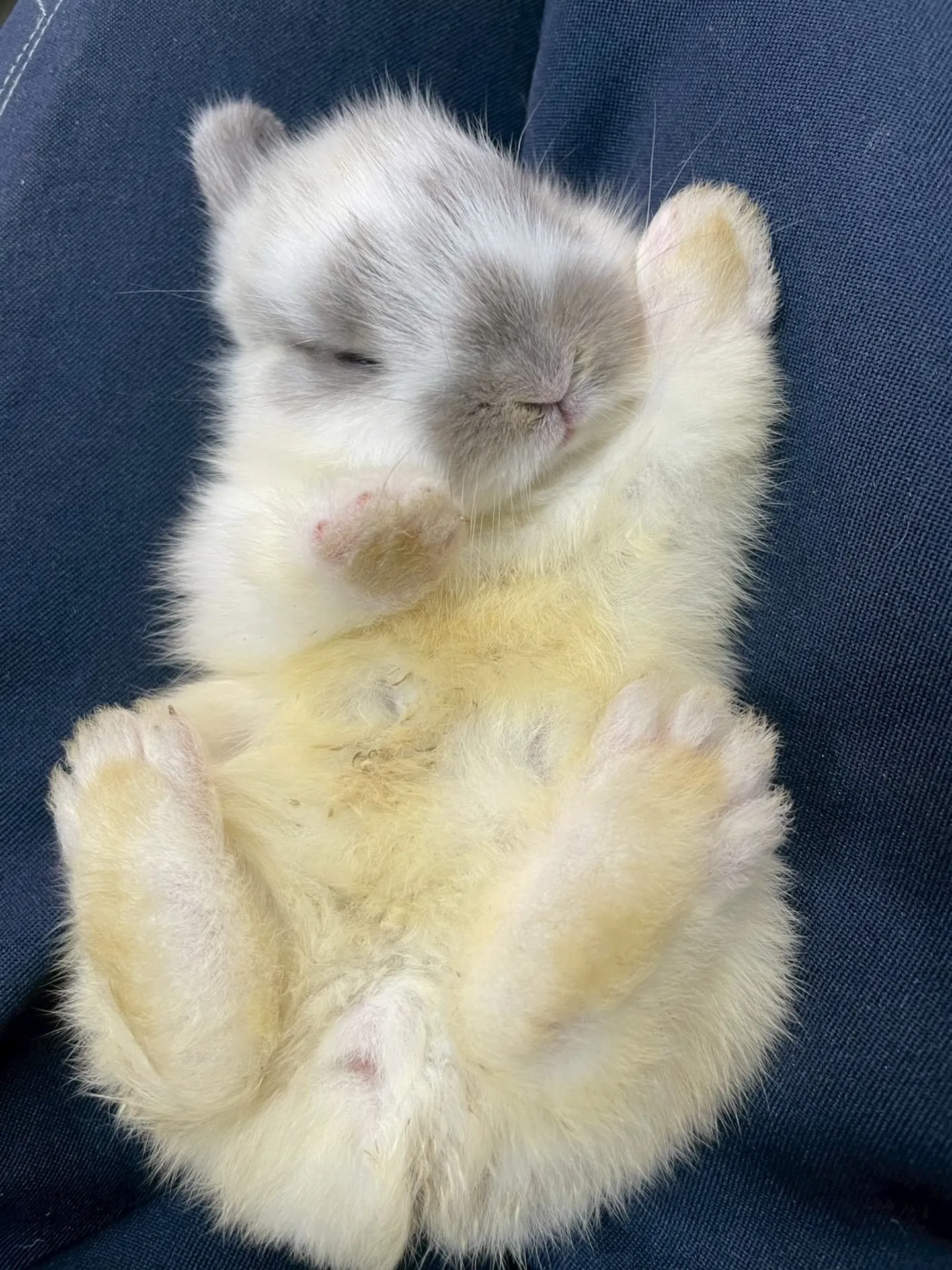 🐰仰向けウサギ🤍