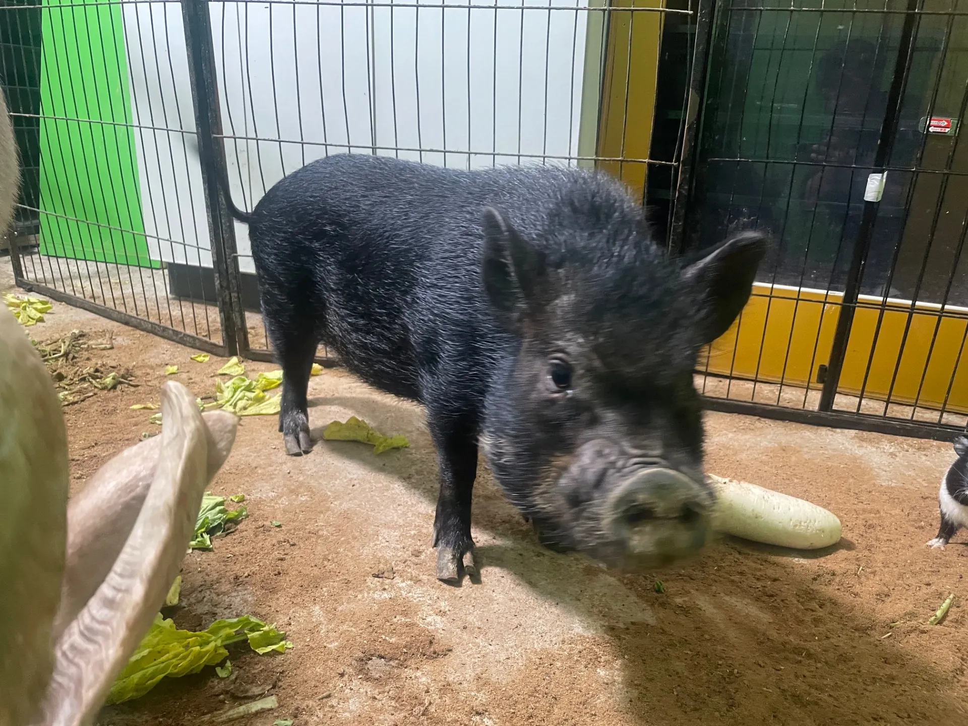 動物と千葉県の年末年始を家族で楽しむための混雑回避と最新営業ガイド