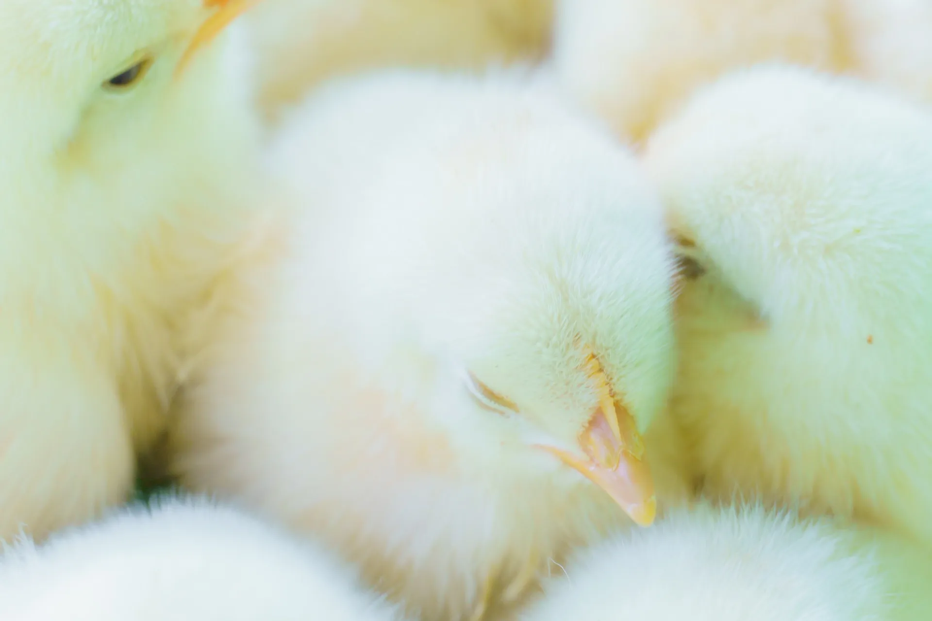 動物とふれあえる千葉県の冬休み家族で楽しむ過ごし方ガイド