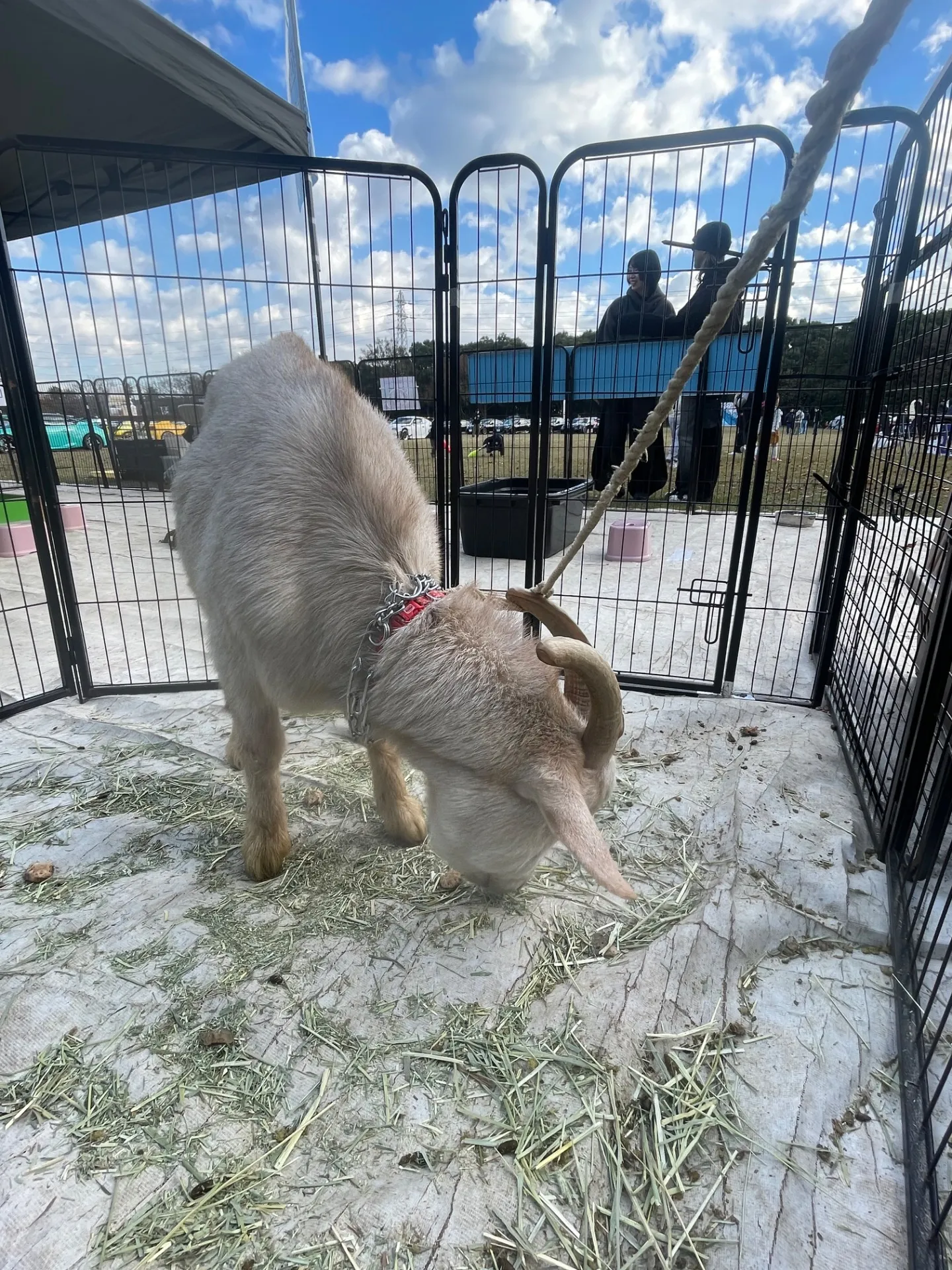 動物と千葉県のおすすめ体験スポットを効率よくアクセスする家族向けガイド