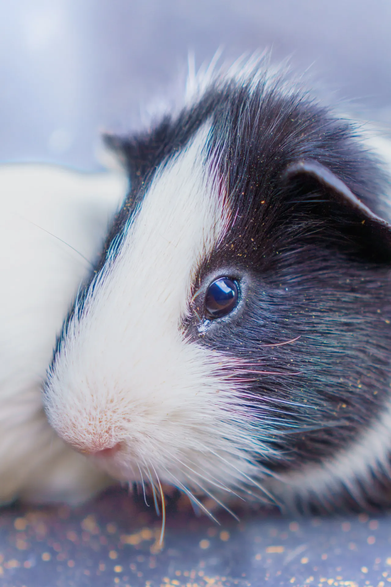 動物と千葉県のアニマルセラピーで高齢者に癒しをもたらす活用法