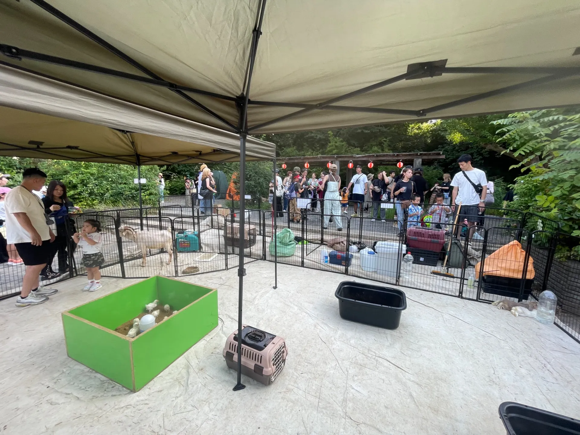 動物と楽しむ千葉県イルミネーション最新スポット比較とお得な過ごし方ガイド