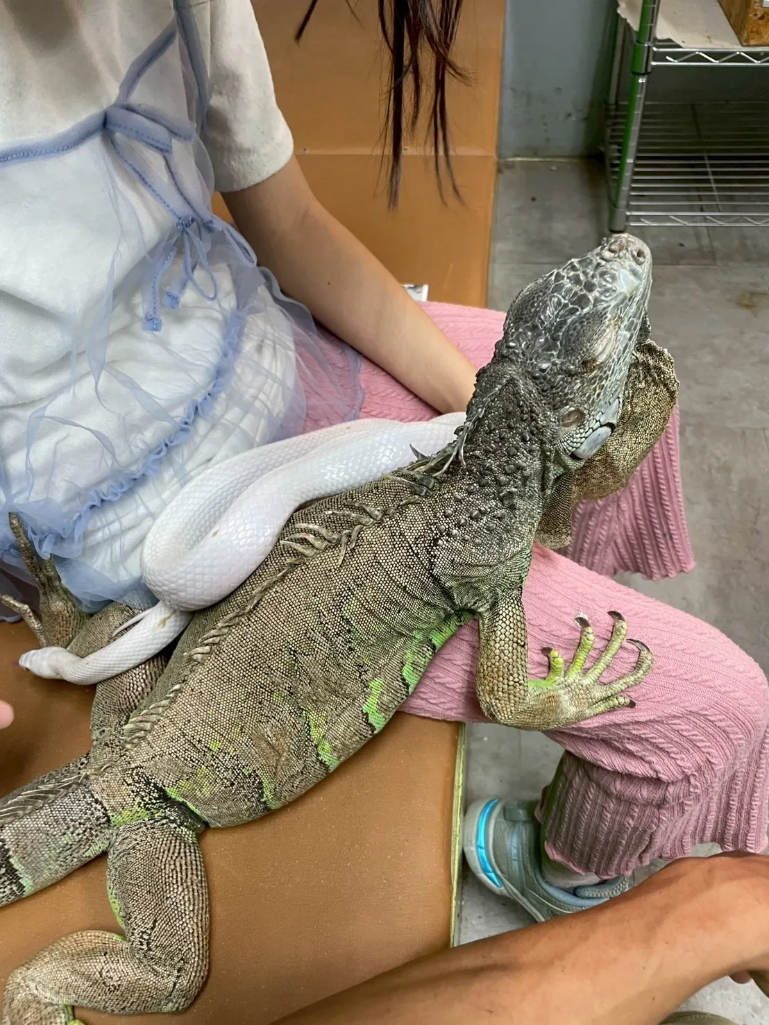 🦎先日のふれあい🐍✨