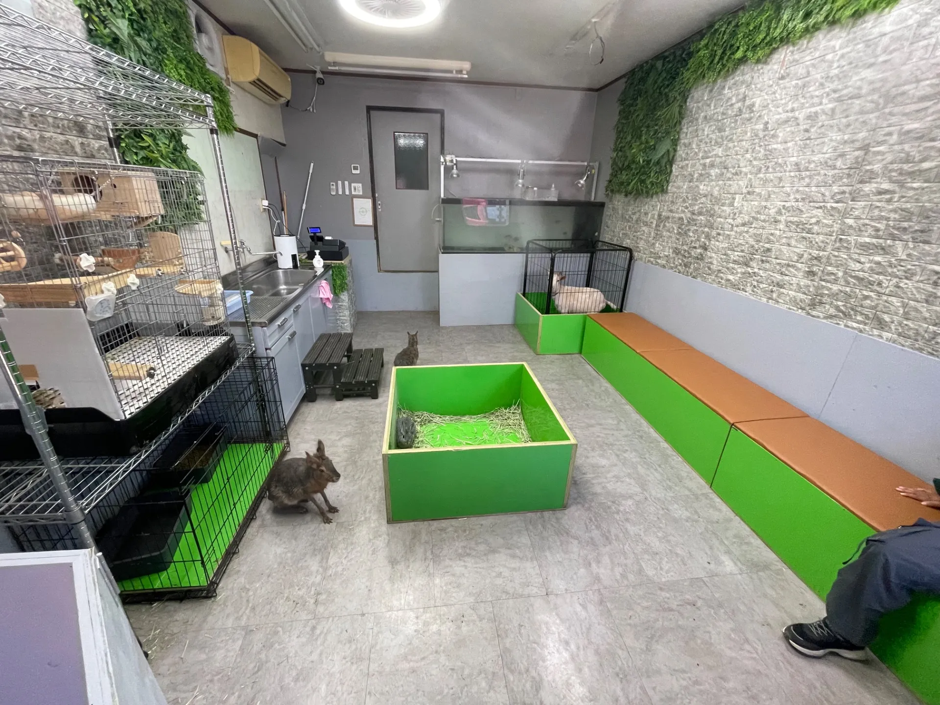 動物と千葉県船橋市の記念日を楽しむための知識とイベント情報まとめ