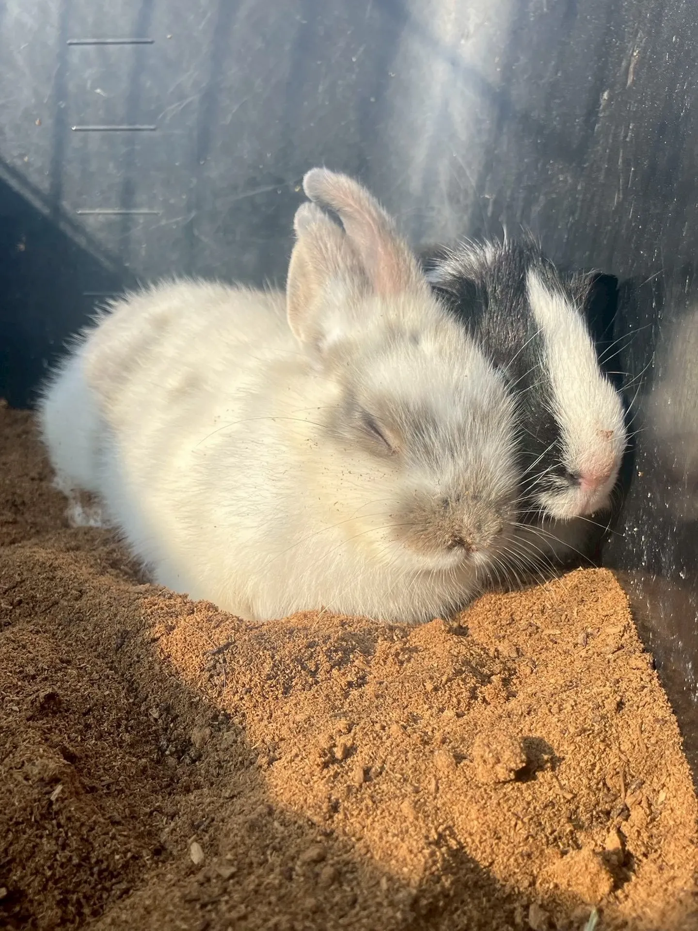 ☀️ぽかぽか仲良しお昼寝☀️