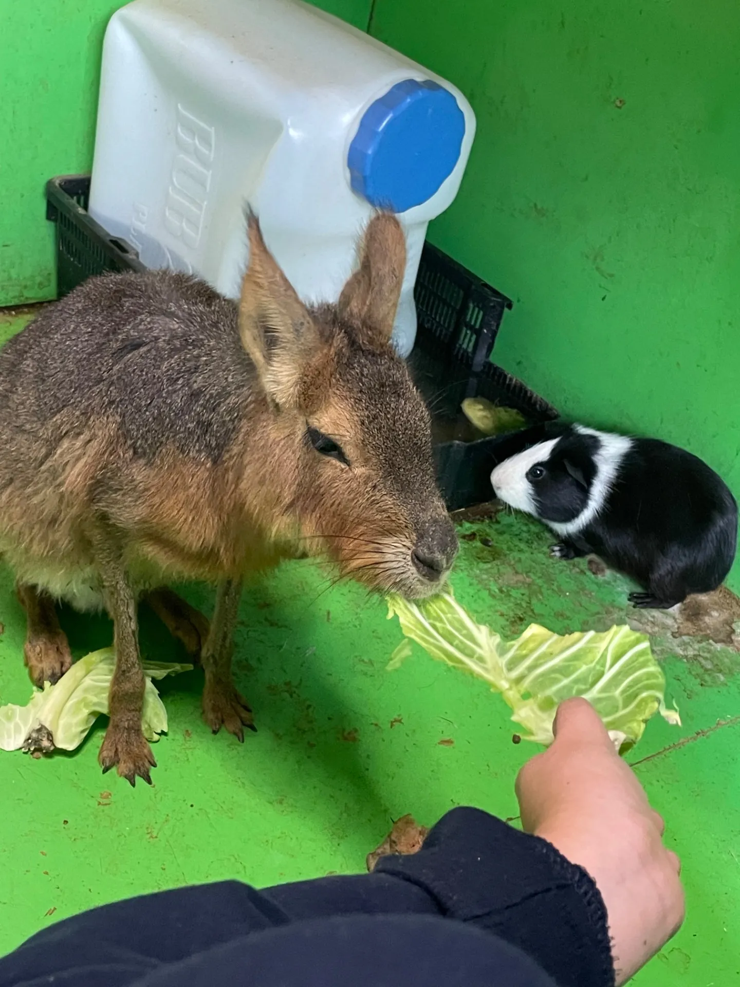 動物とふれあえる千葉県の2026年最新体験プランを徹底解説