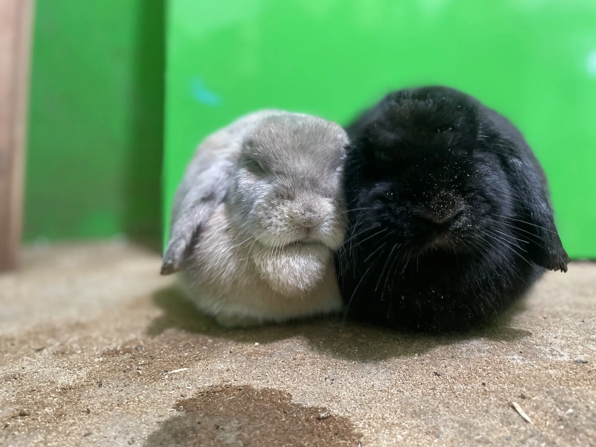 動物と楽しむ千葉県でお年玉体験ができる家族向け新春お出かけガイド