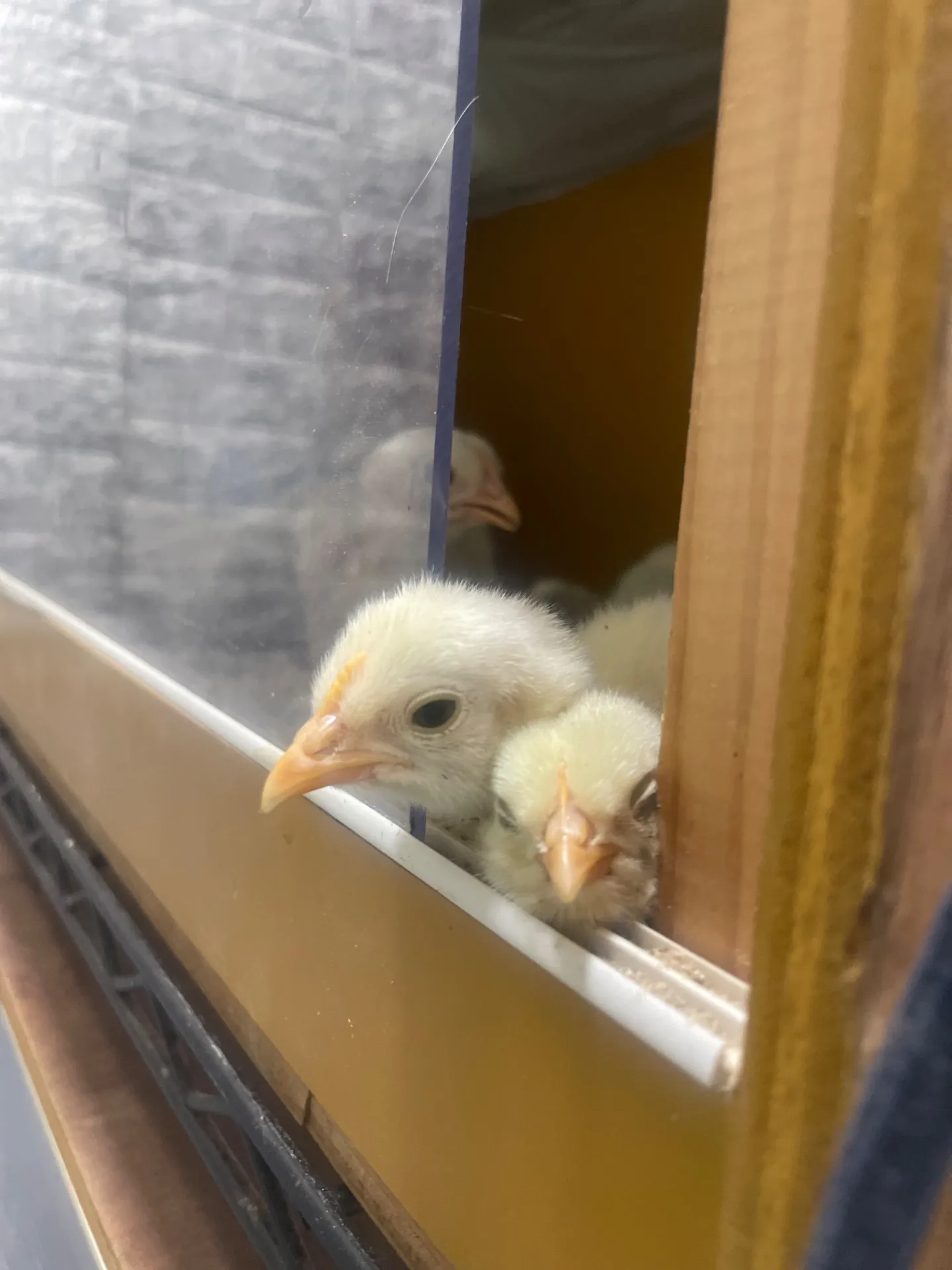 動物と過ごす千葉県の正月家族で楽しむ触れ合いとイベントガイド