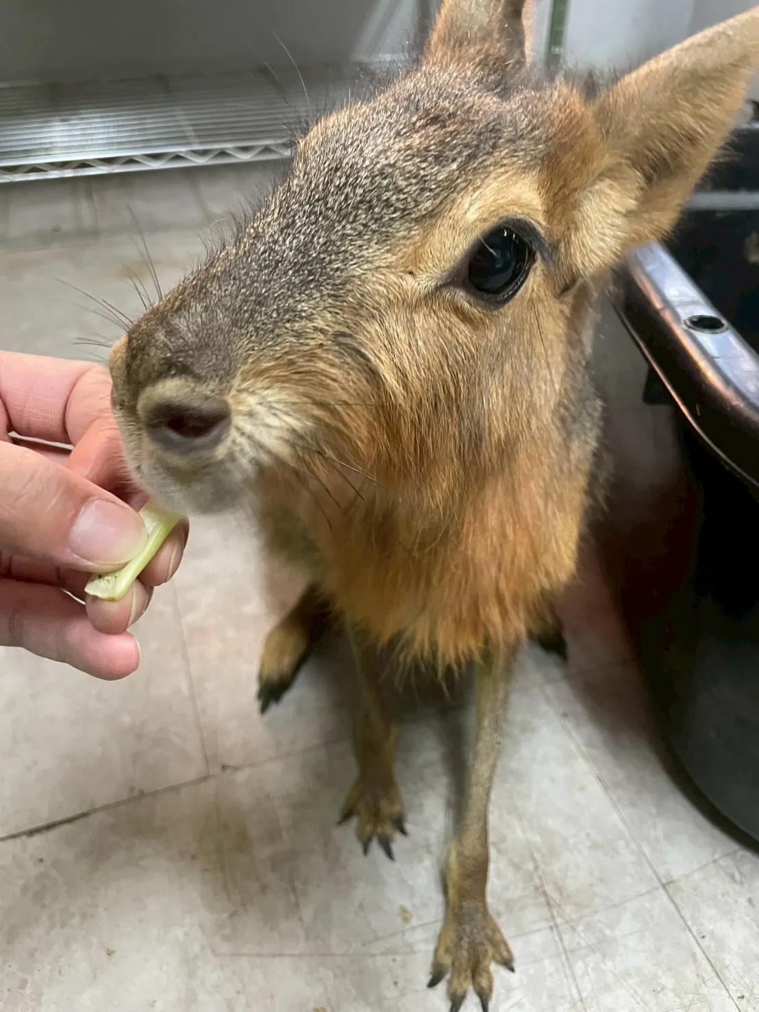 🥕パールちゃんのお手🥕