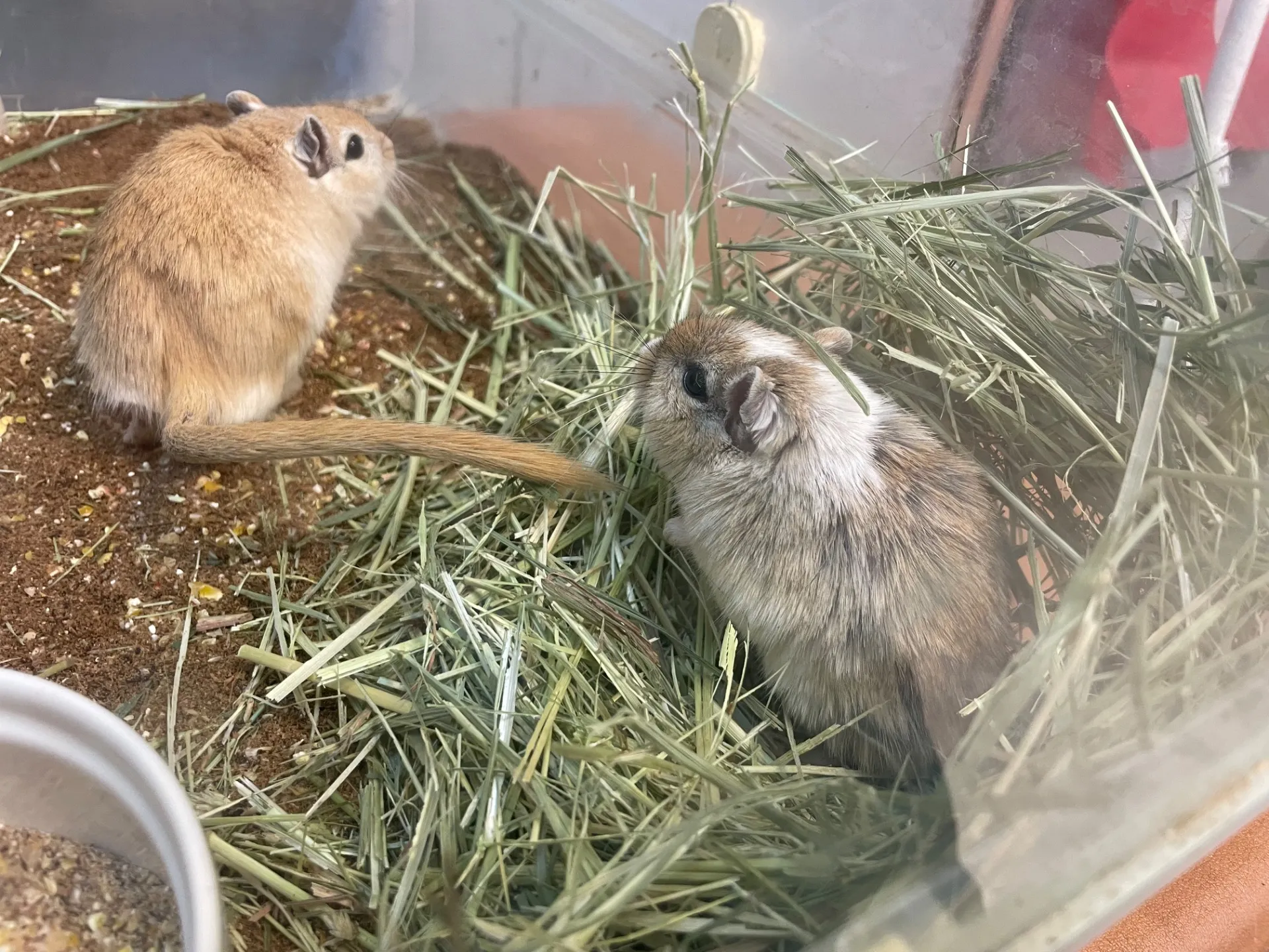 動物と過ごす千葉県の休日家族で無料や屋内ふれあい体験を満喫