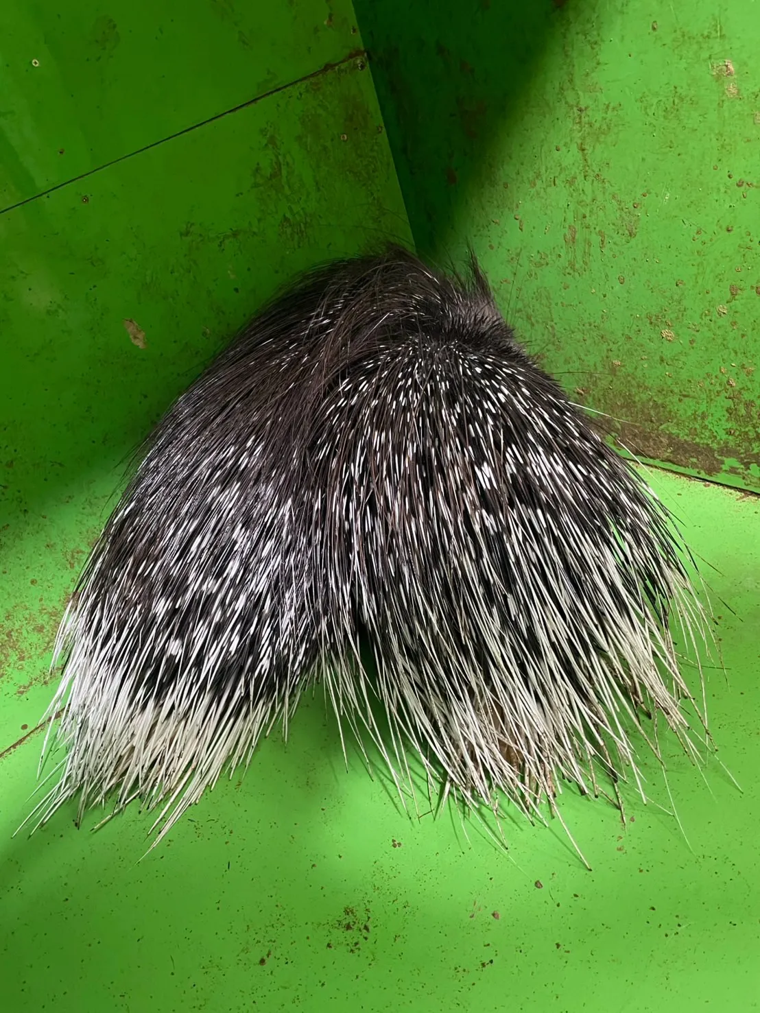 🦔💚 ヤマアラシのハート 💚🦔