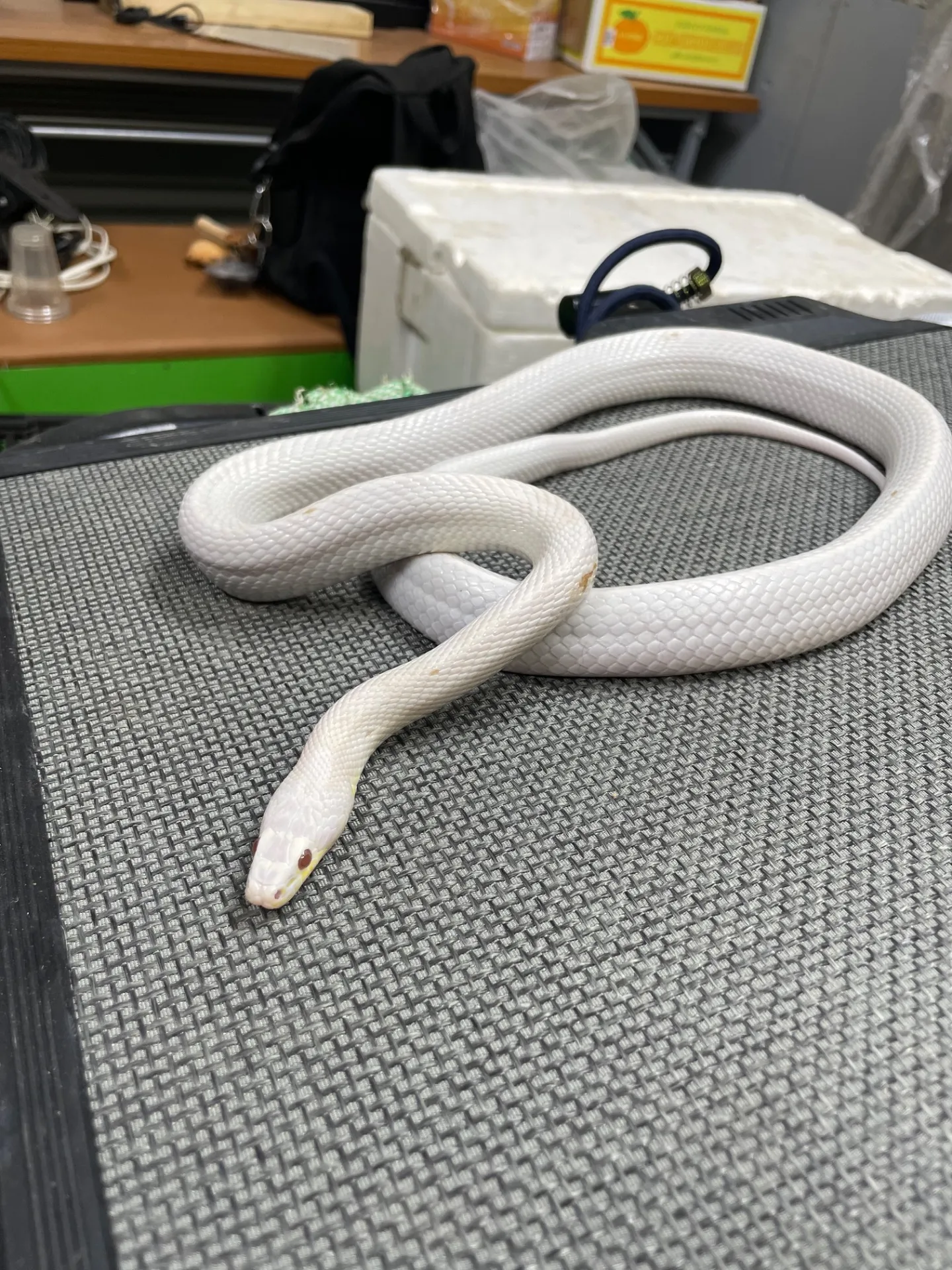 動物好き必見千葉県でヘビふれあい体験を安全に楽しむポイント徹底解説