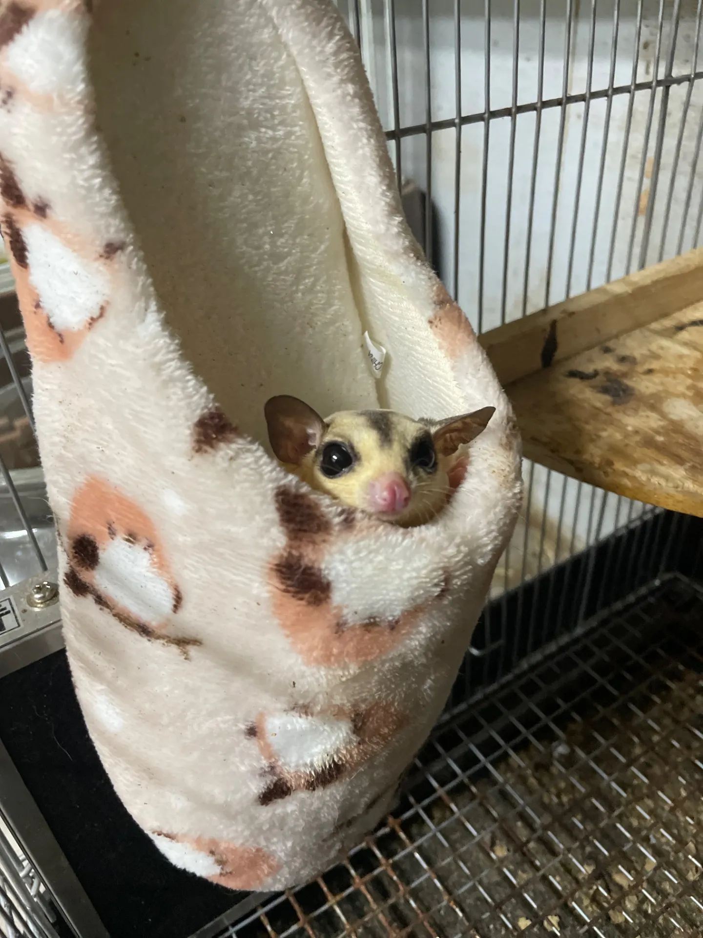 動物好き必見千葉県でモモンガを安心して迎えるための購入と飼育の知識