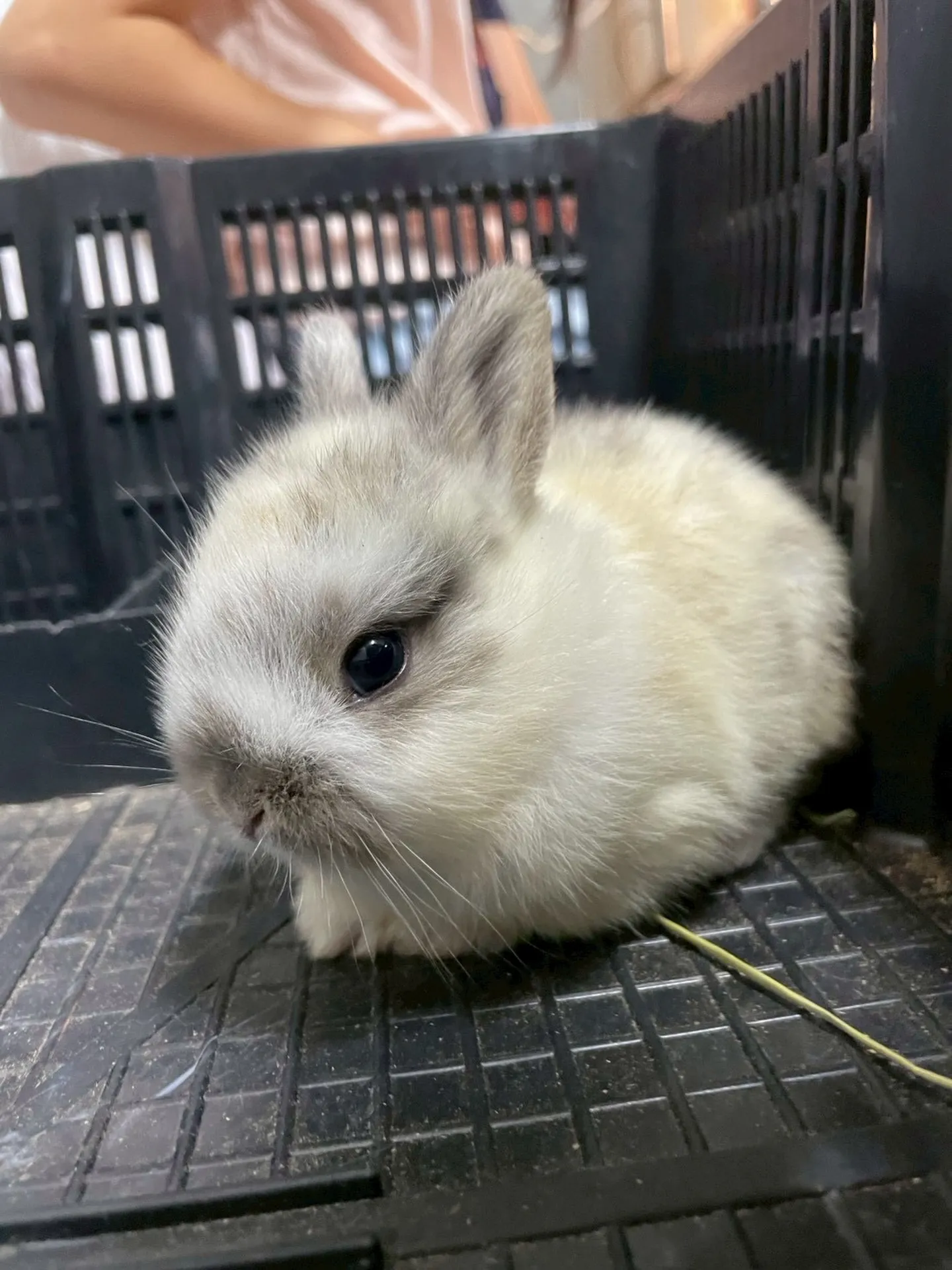 🐰まん丸うさぎ🌿✨