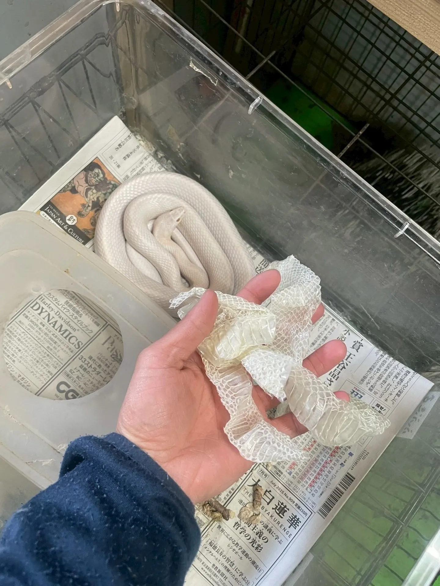 🐍ふぶきくんの脱皮✨