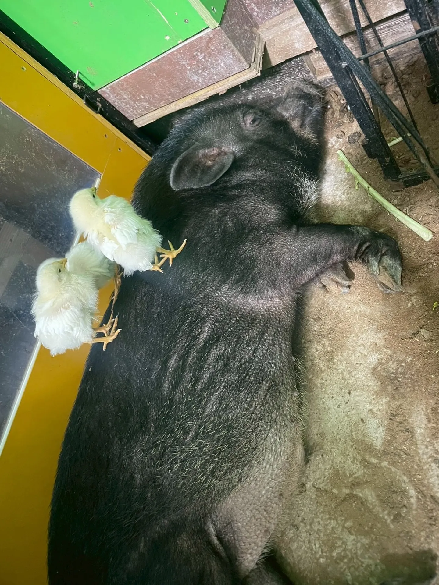 🐷🐥 ちょこんと上に 🌿