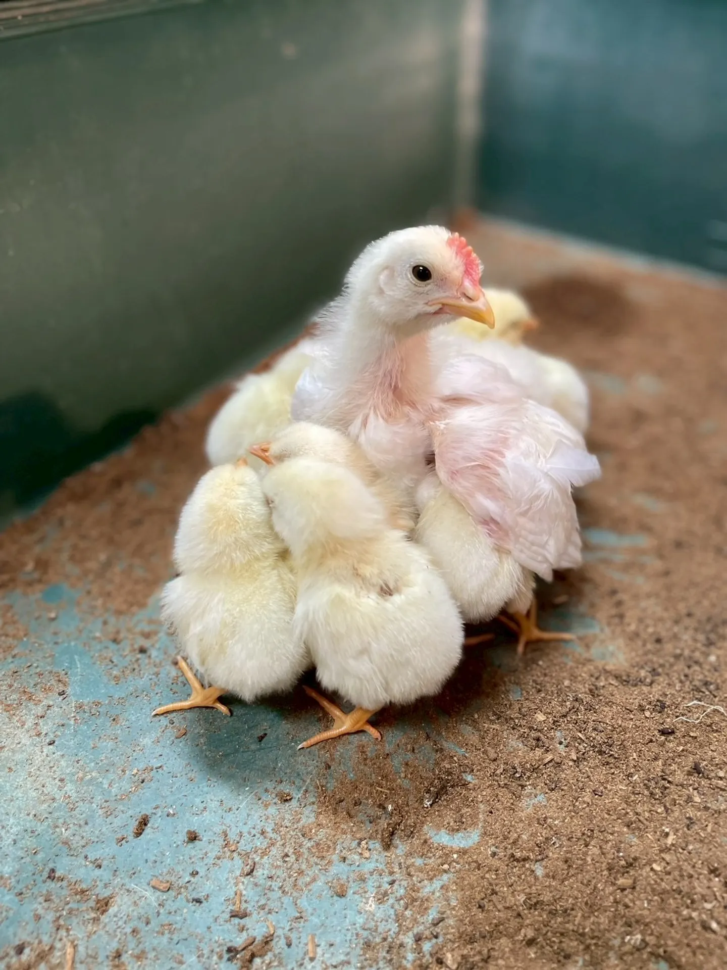 🐥 ぎゅっと集合🐥⸒⸒