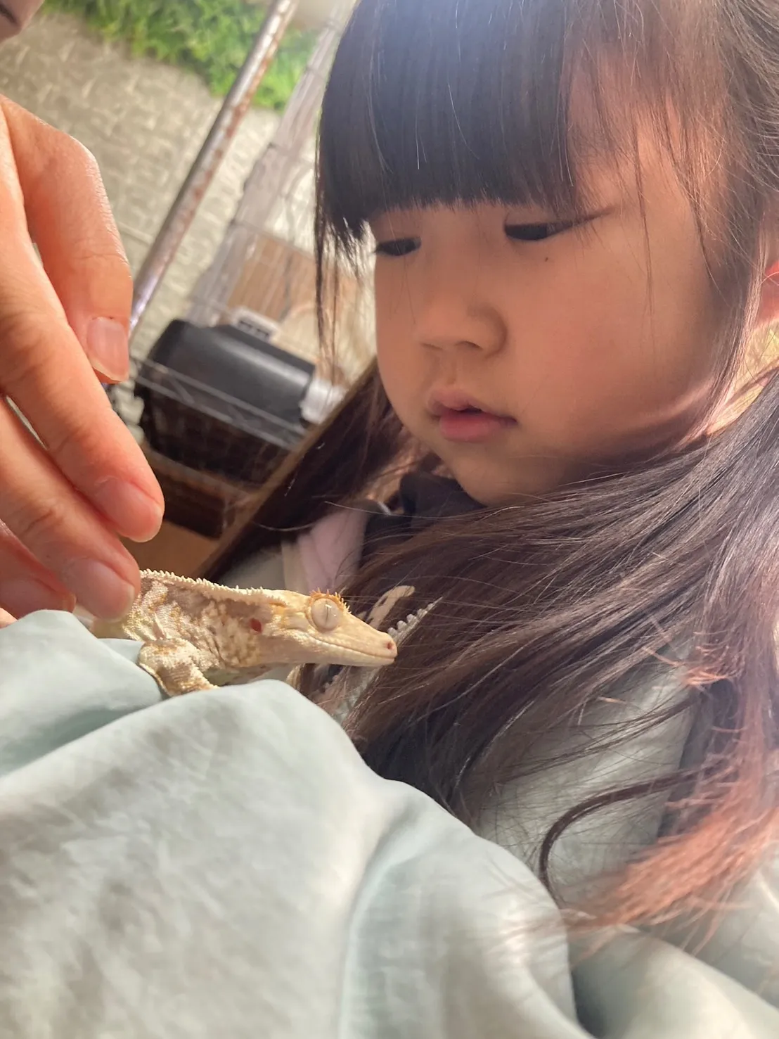 動物とふれあえる千葉県の爬虫類体験スポット徹底ガイド