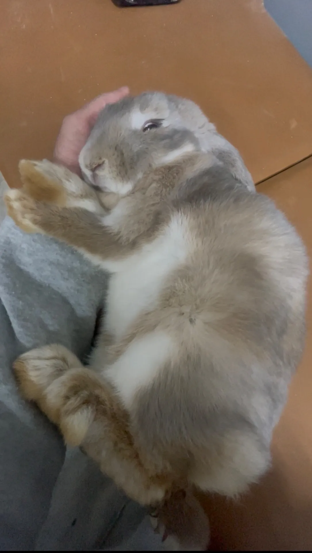 動物好き必見千葉県でウサギを観察し触れ合う体験と飼育の魅力ガイド