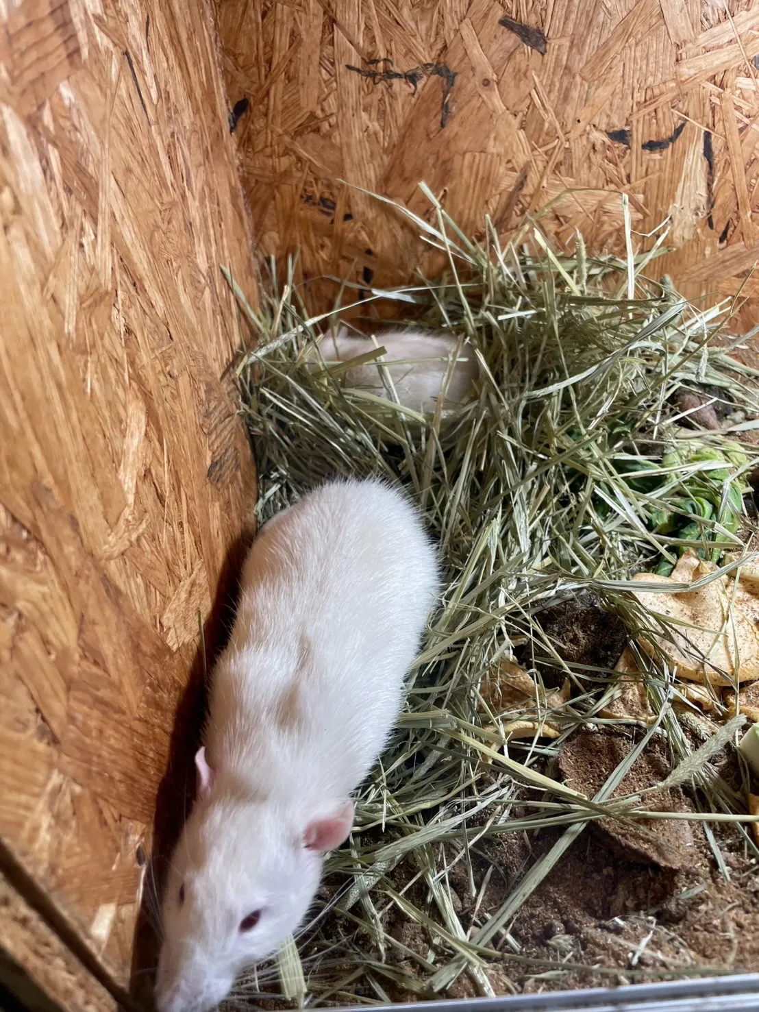 🍼✨ ファンシーラット家族のほっこりな様子 🌿