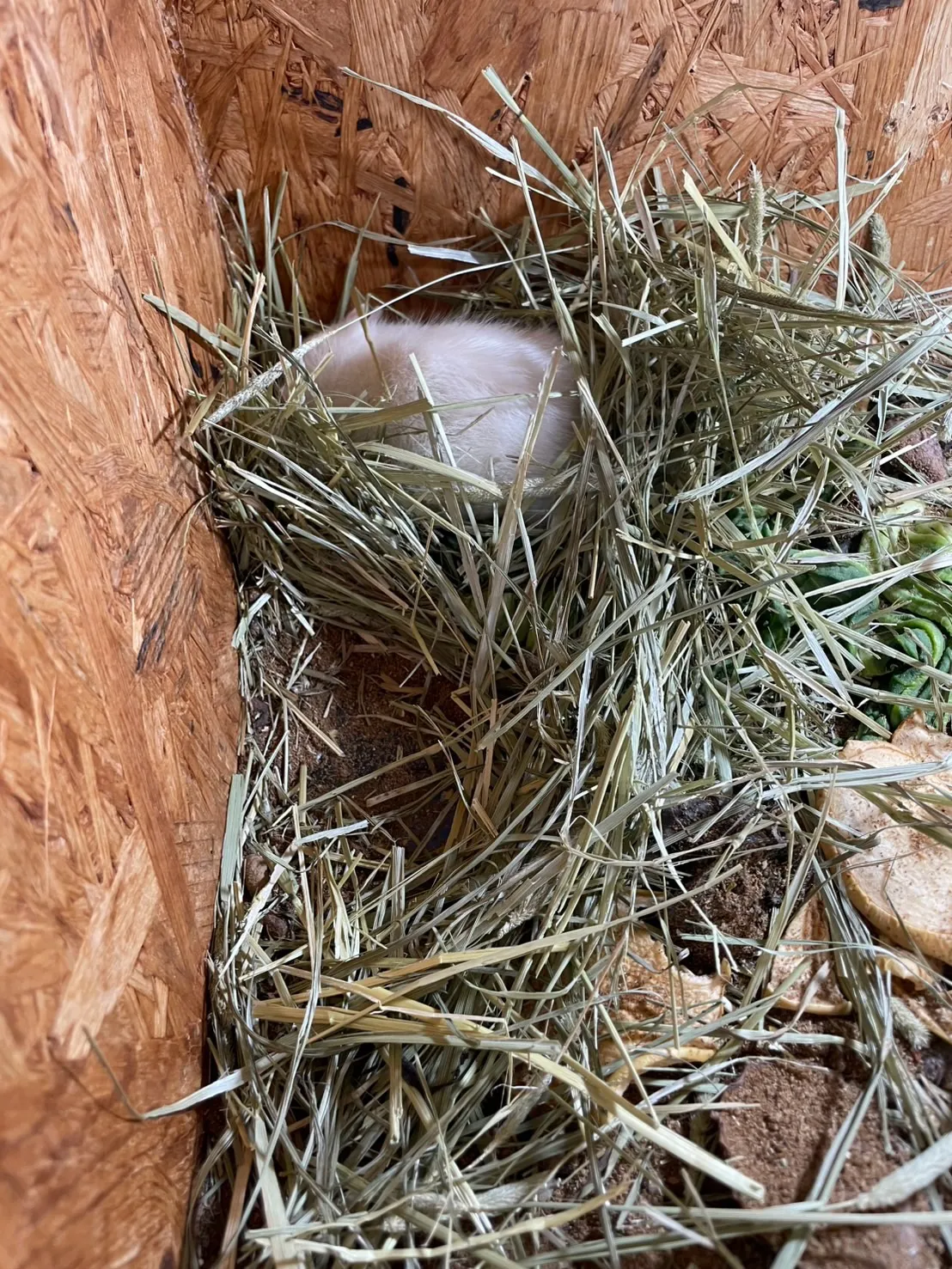 🍼✨ ファンシーラット家族のほっこりな様子 🌿