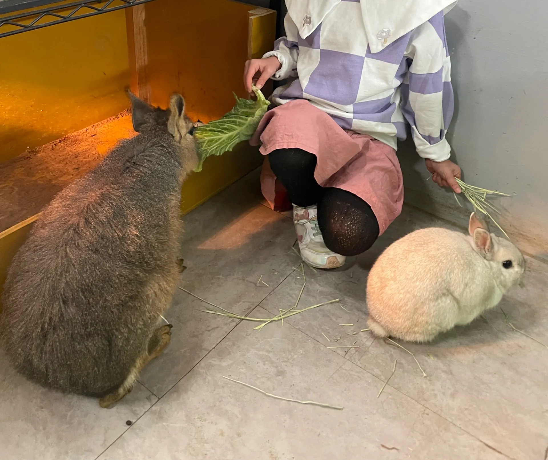 動物好き必見千葉県でウサギと出会う観察と購入の楽しみ方ガイド