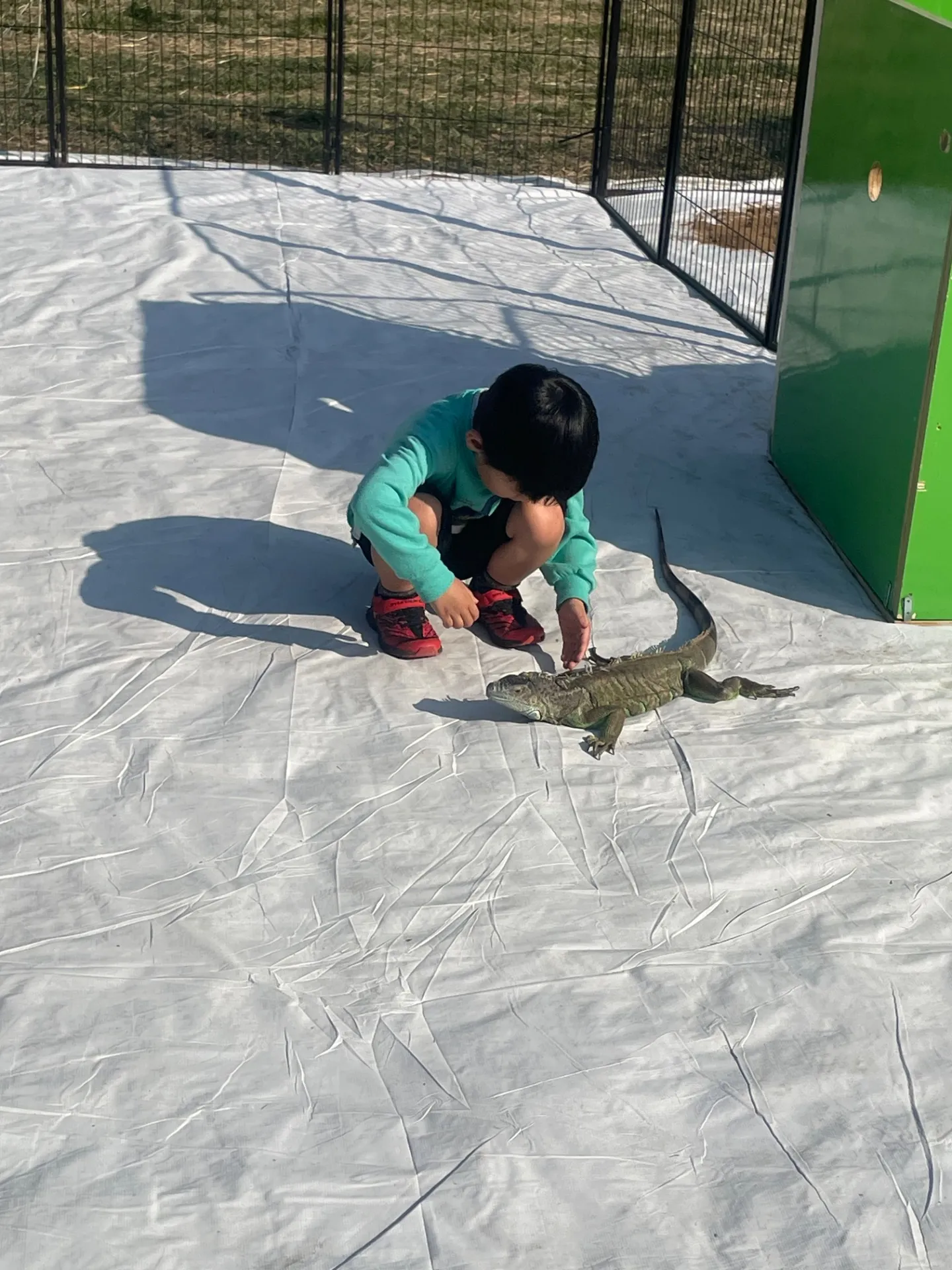 動物で千葉県の週末がもっと楽しくなる爬虫類ふれあい体験ガイド