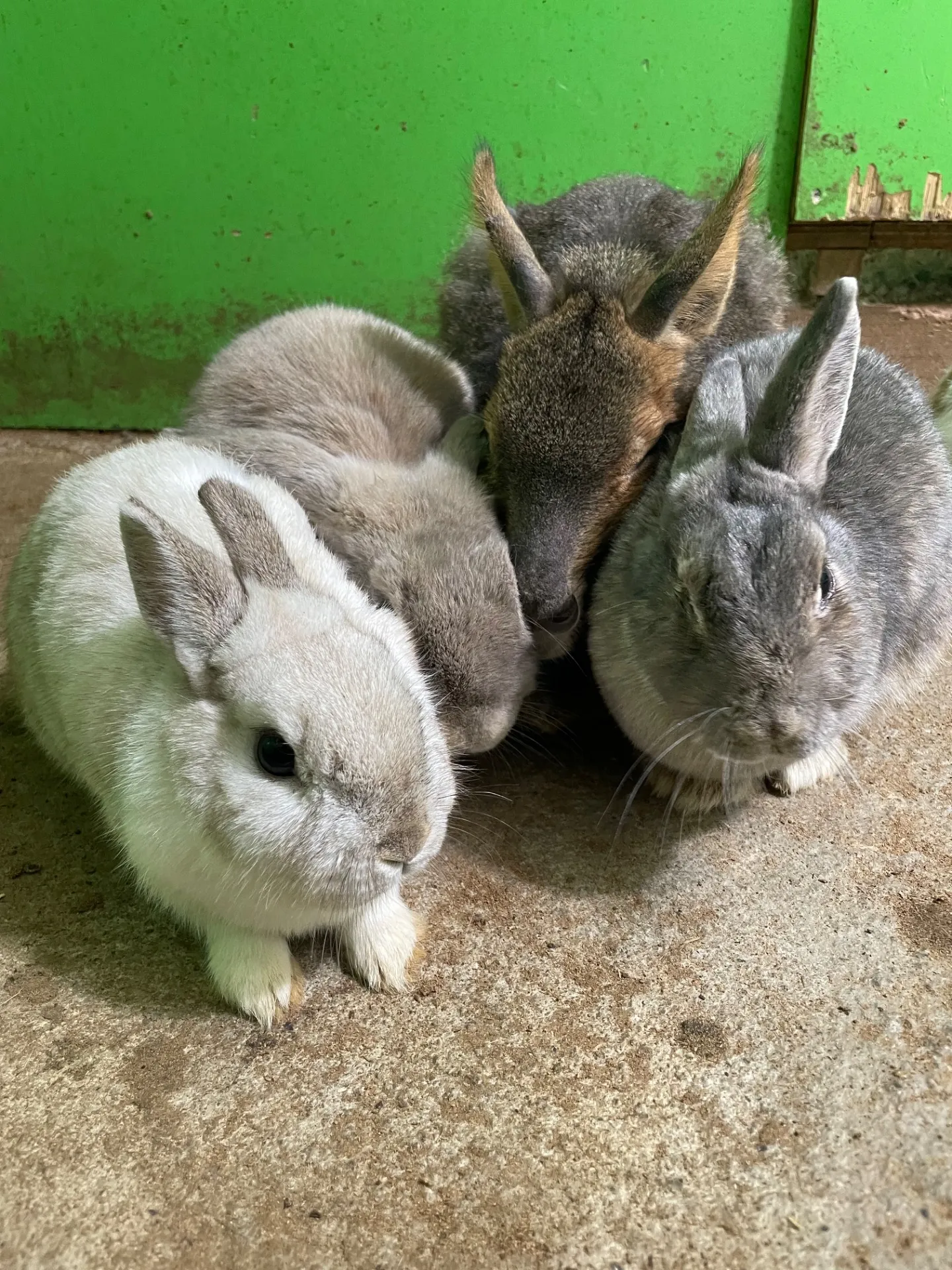 動物と千葉県で雨の日も楽しめる家族向け室内体験ガイド