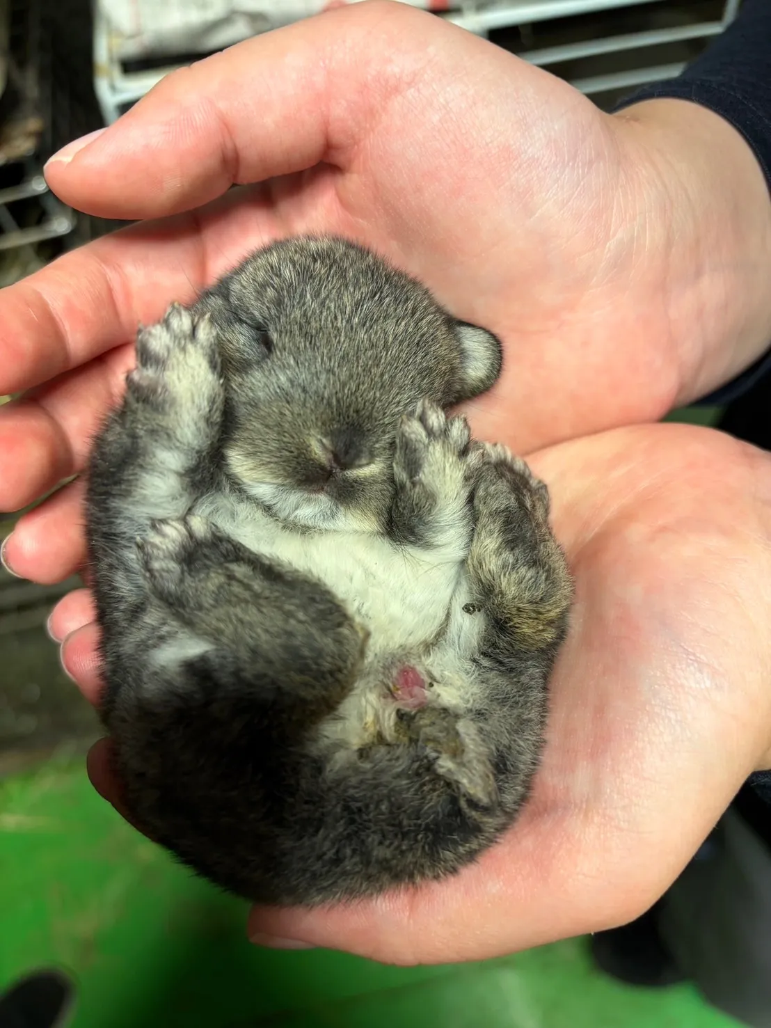 ペットショップで千葉県船橋市の小動物を安心して迎えるための選び方とチェックポイント