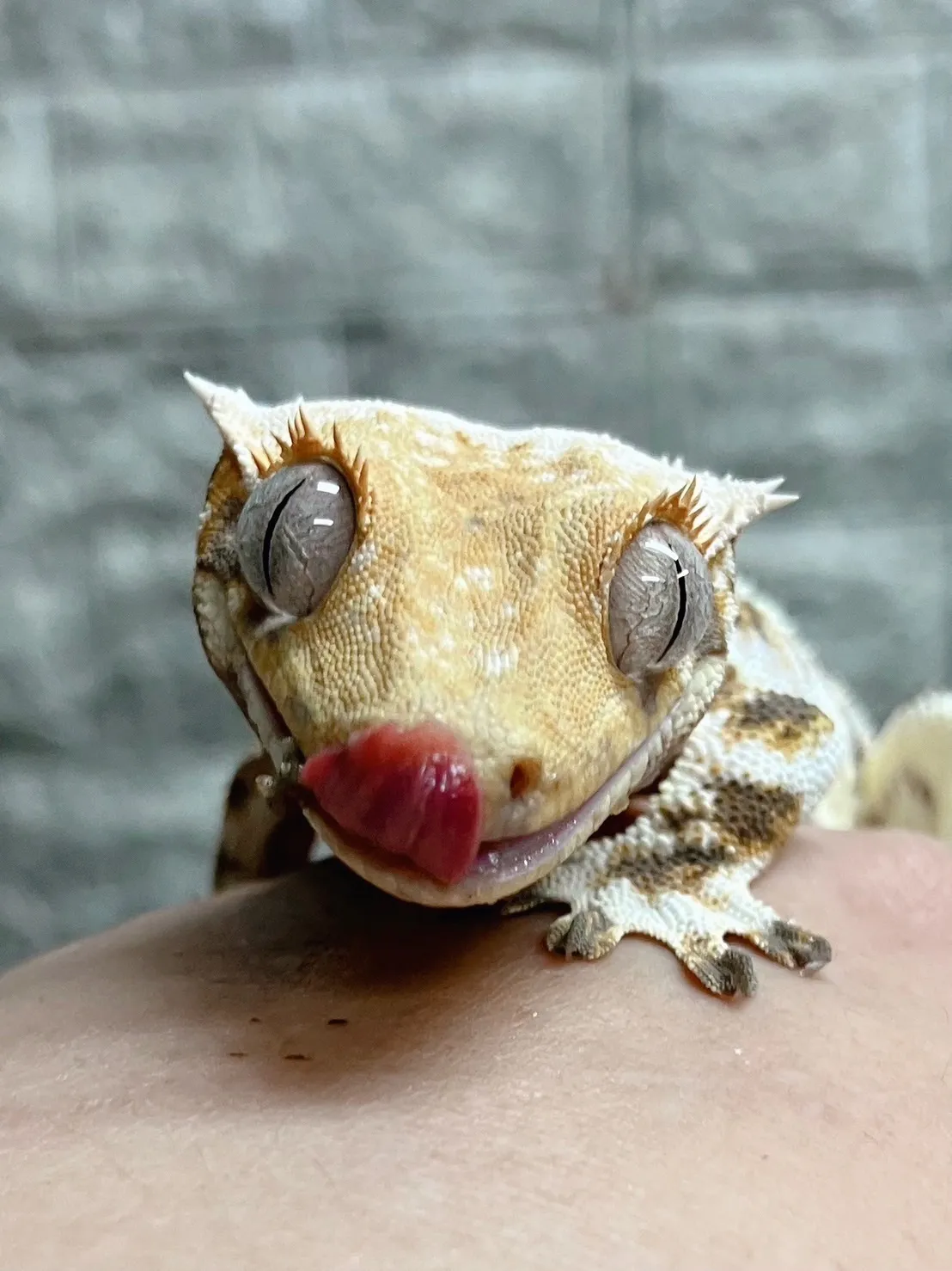 ペットショップと千葉県で選ぶ安心ペット用品購入ガイド