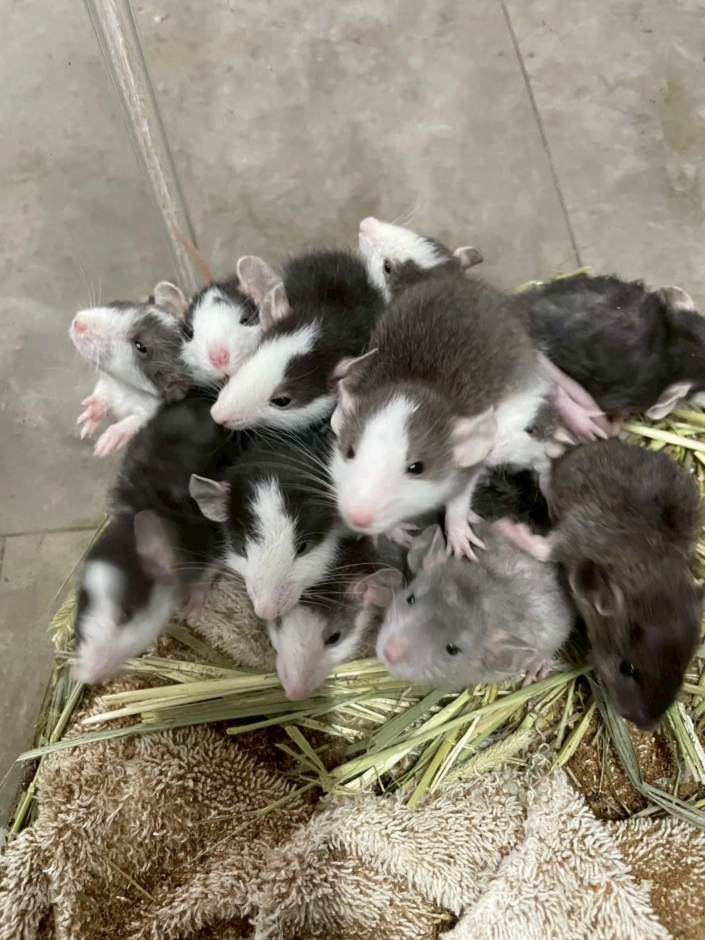 🐭わちゃわちゃファンシーラット