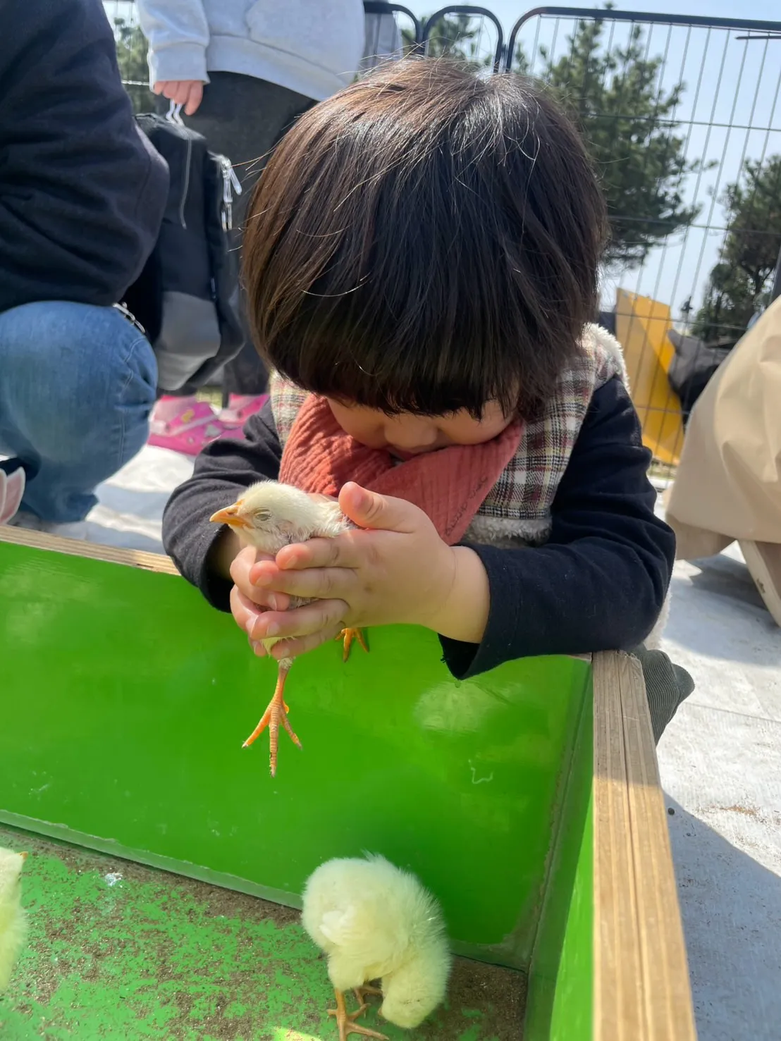🌿家族でふれあい体験🐤🐰
