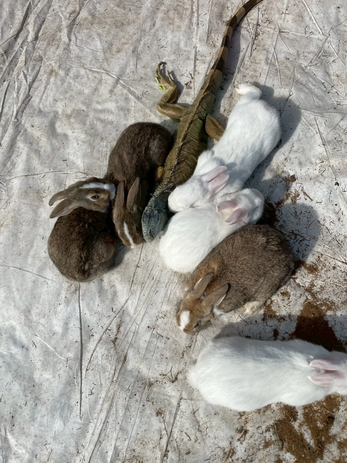 🌿ぎゅっと集まって🐰🦎