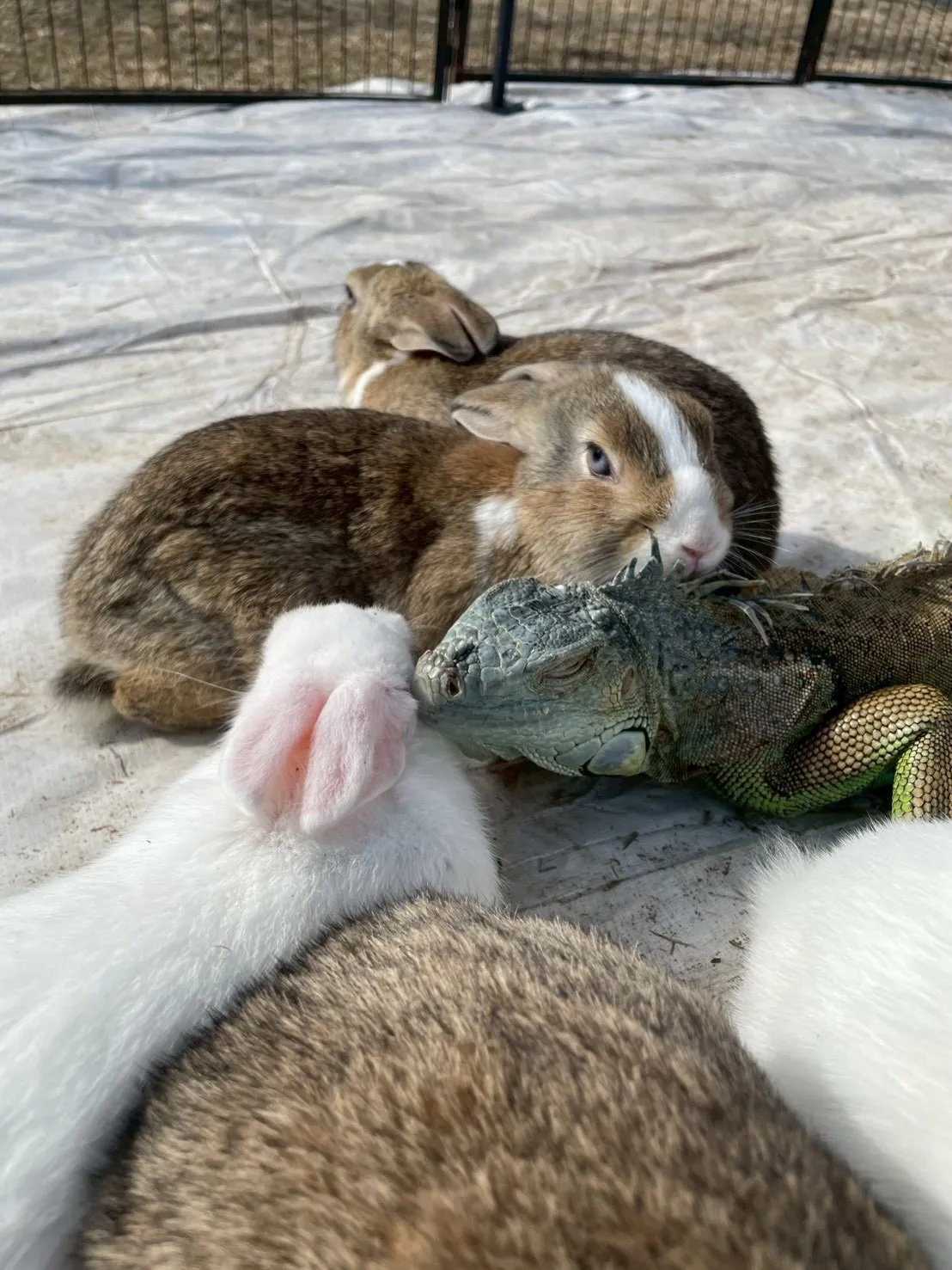 🌿ぎゅっと集まって🐰🦎