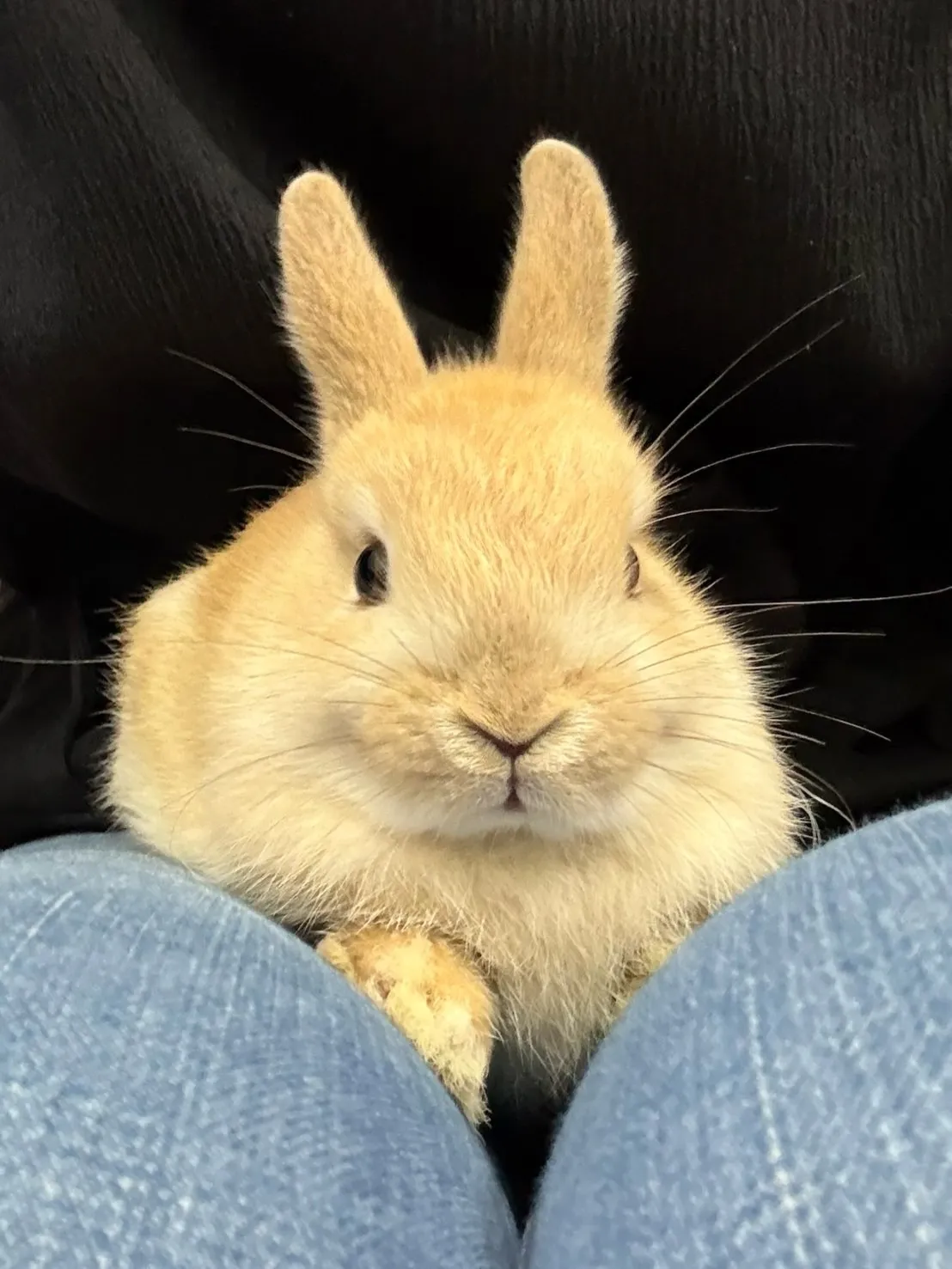 🌿先日のふれあい🐰🐭✨