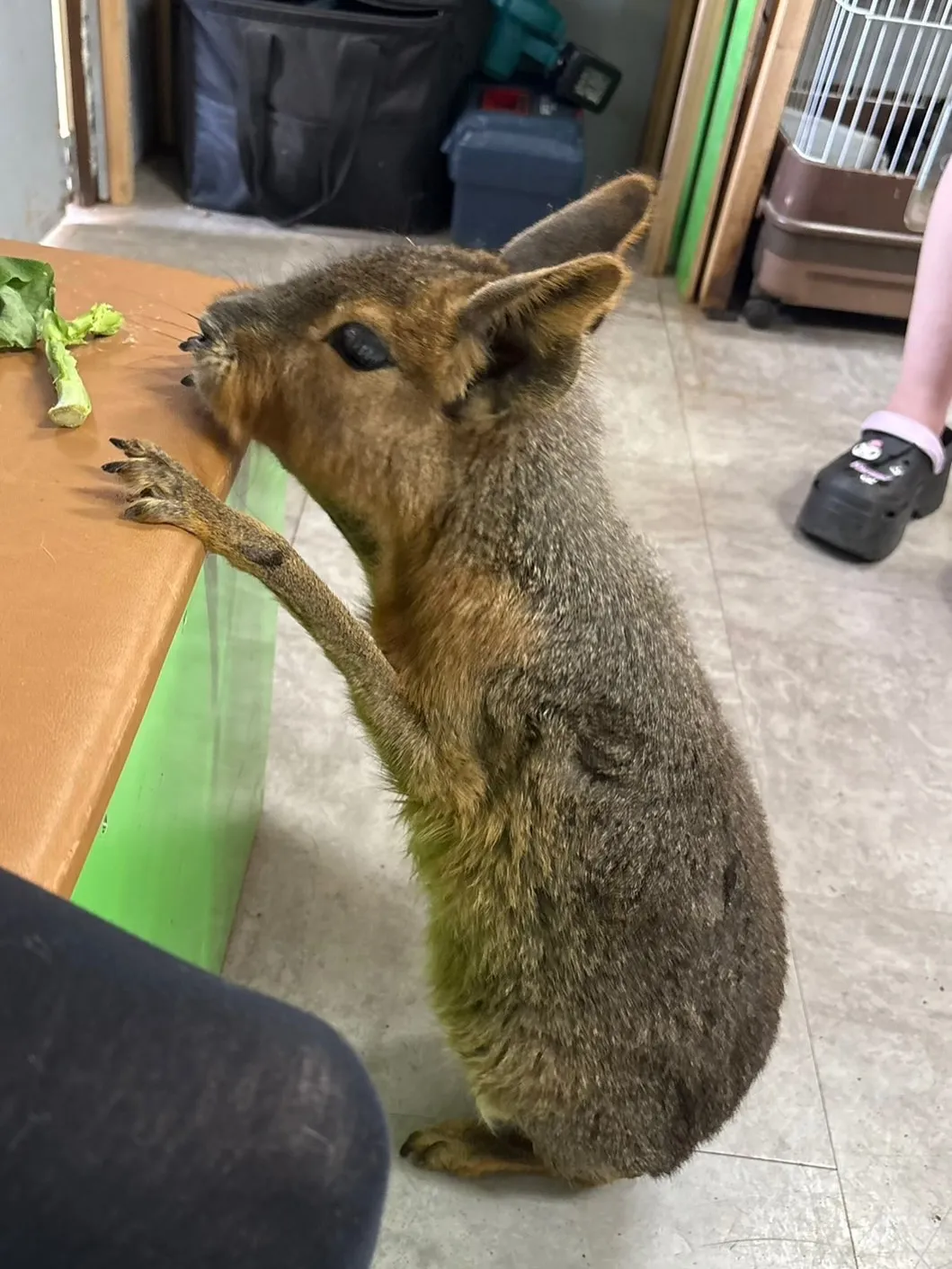 🌿先日のふれあい🐰🐭✨