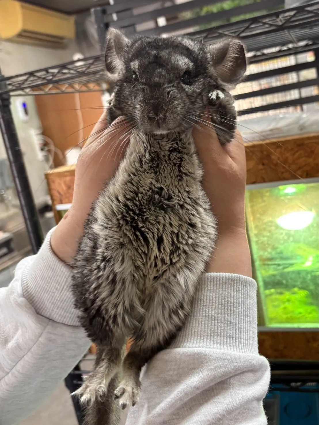 🌿先日のふれあい🐰🐭✨