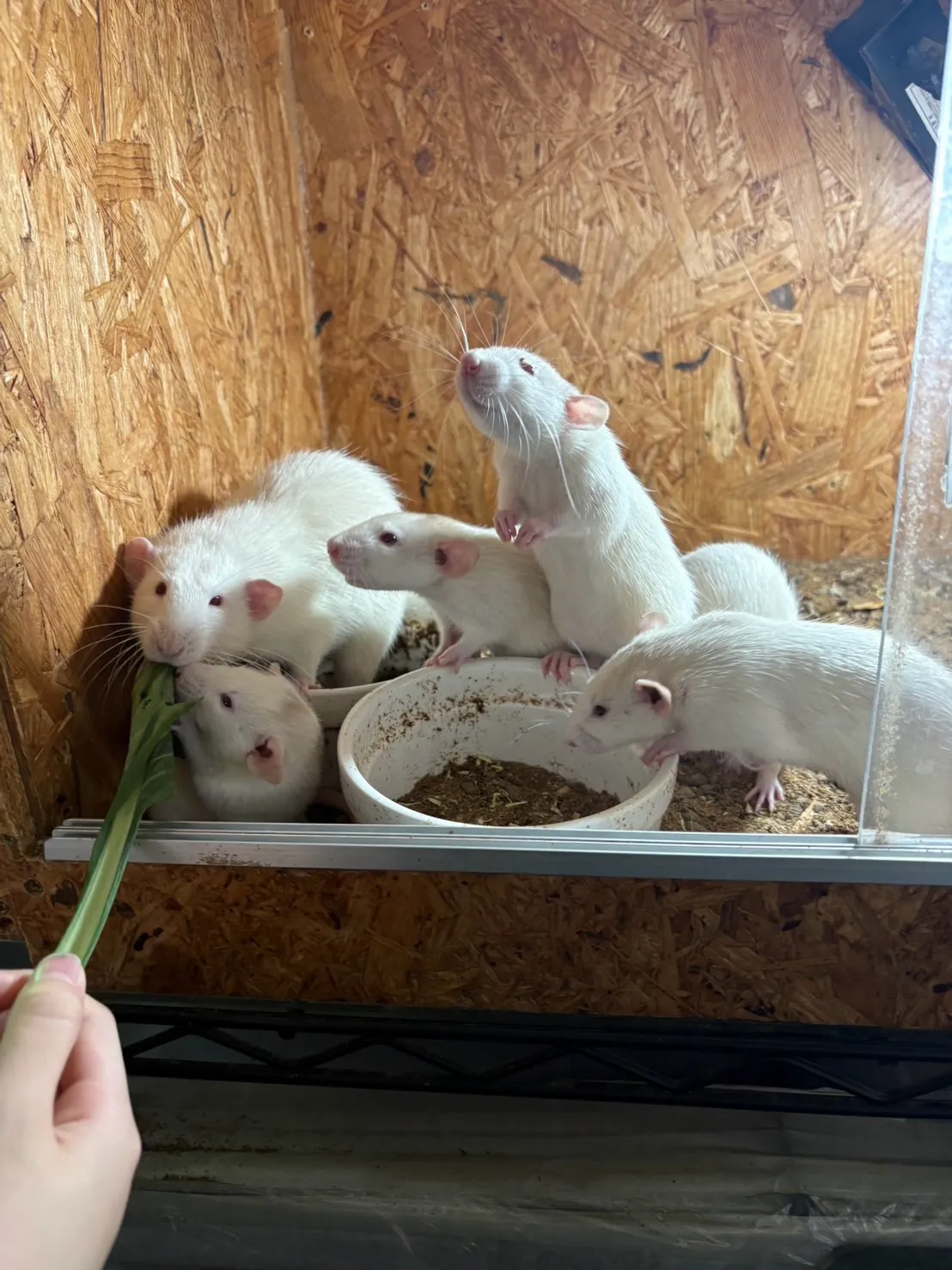 🌿先日のふれあい🐰🐭✨