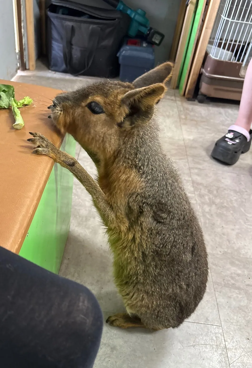 おでかけで千葉県船橋市の雨の日も楽しめる室内スポットとお財布に優しい体験特集