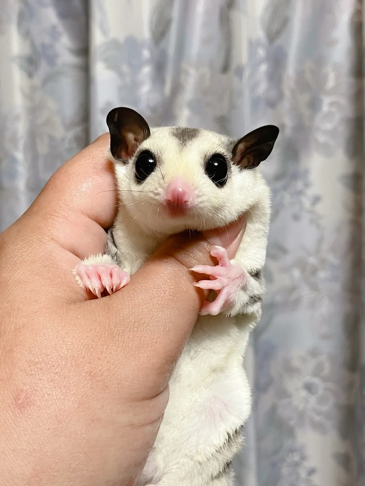 おはようございます！ファミリーペッツです🌿