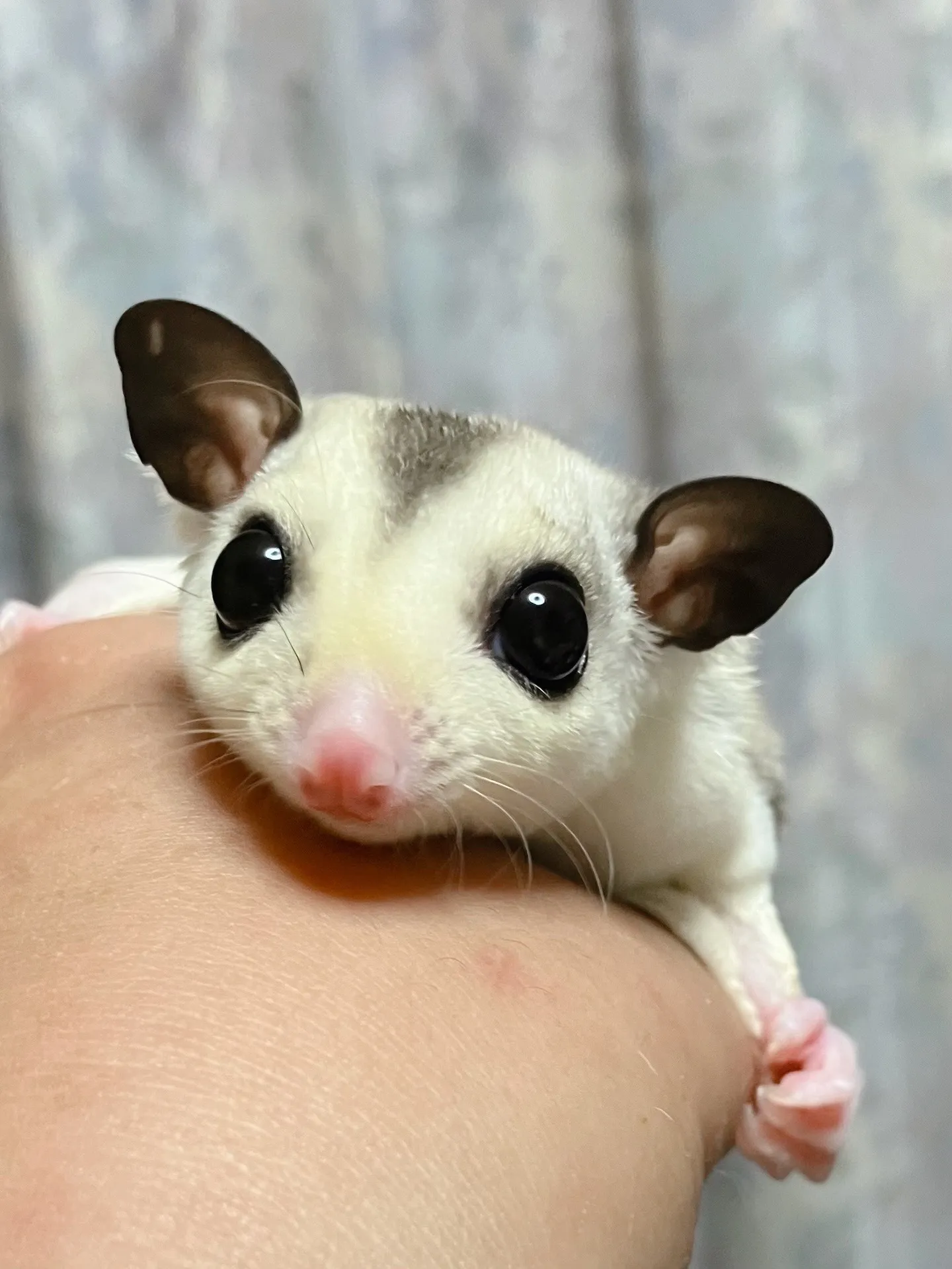 おはようございます！ファミリーペッツです🌿