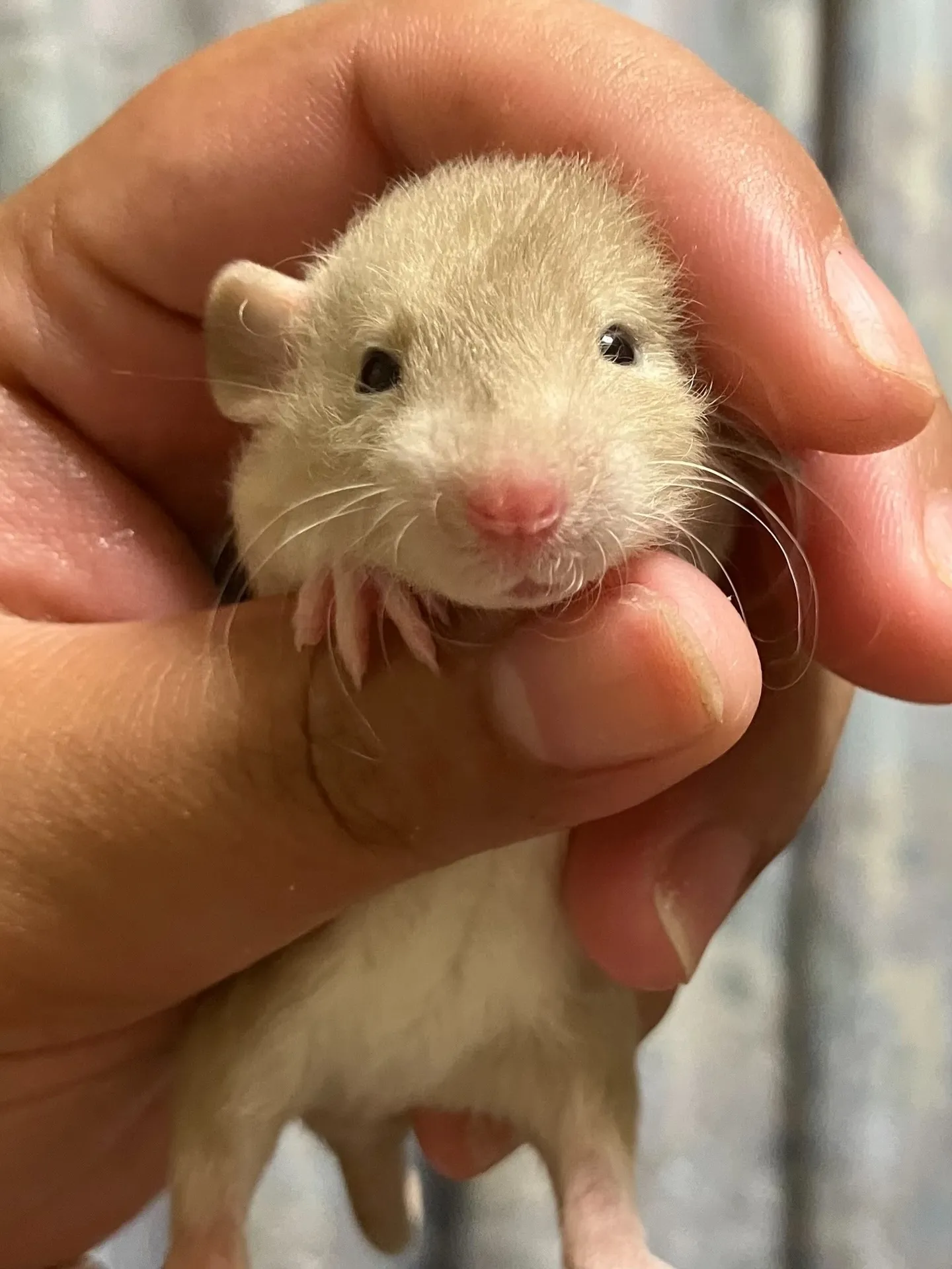 おはようございます!ファミリーペッツです🌿