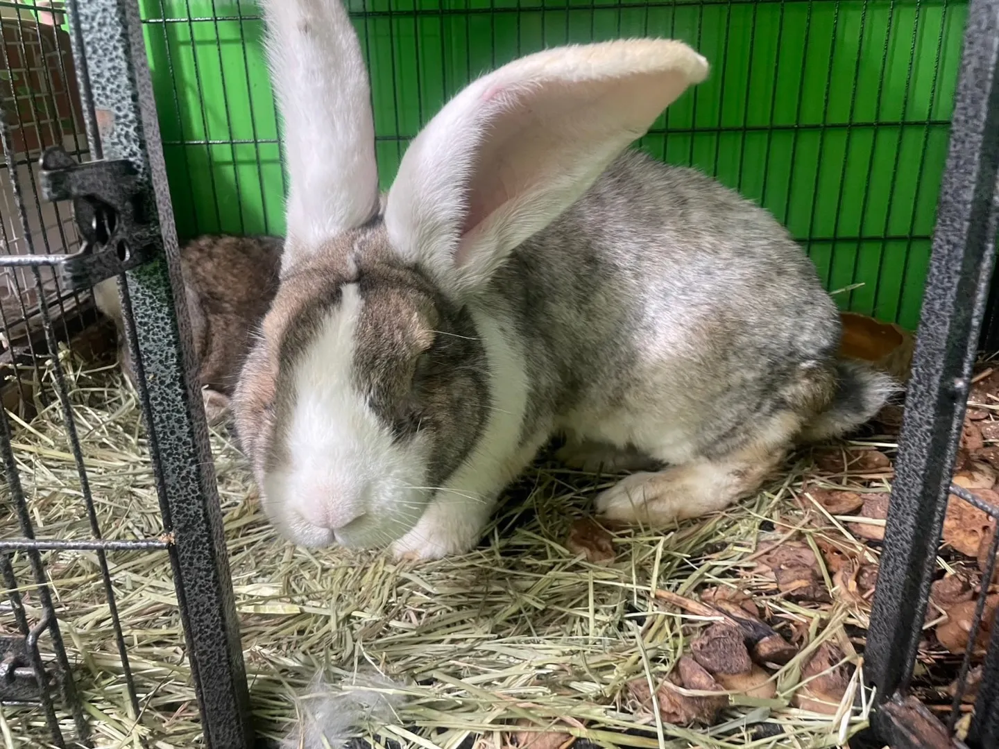 フレミッシュジャイアントが仲間入り🐰