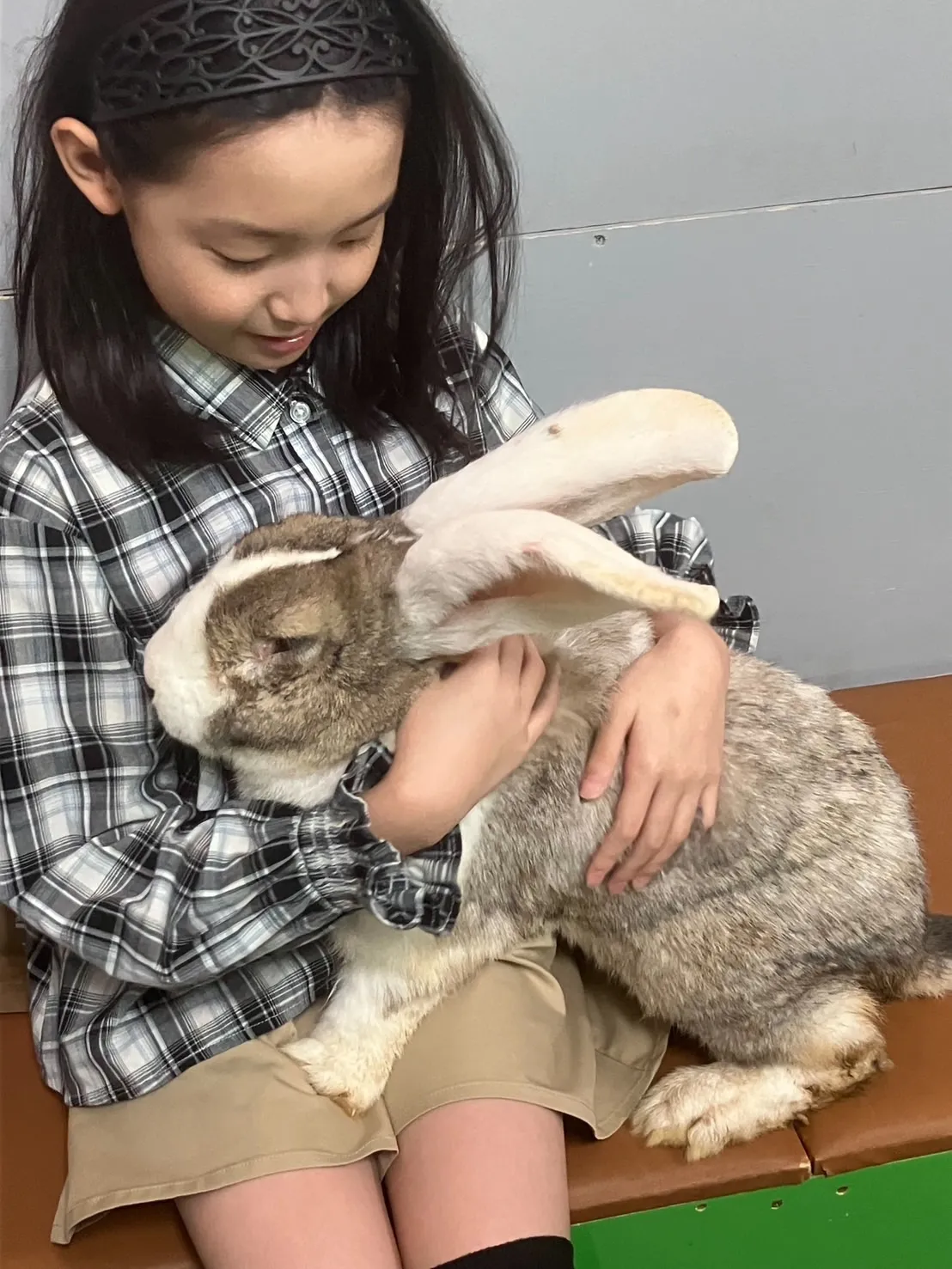 フレミッシュジャイアントとふれあい🐰