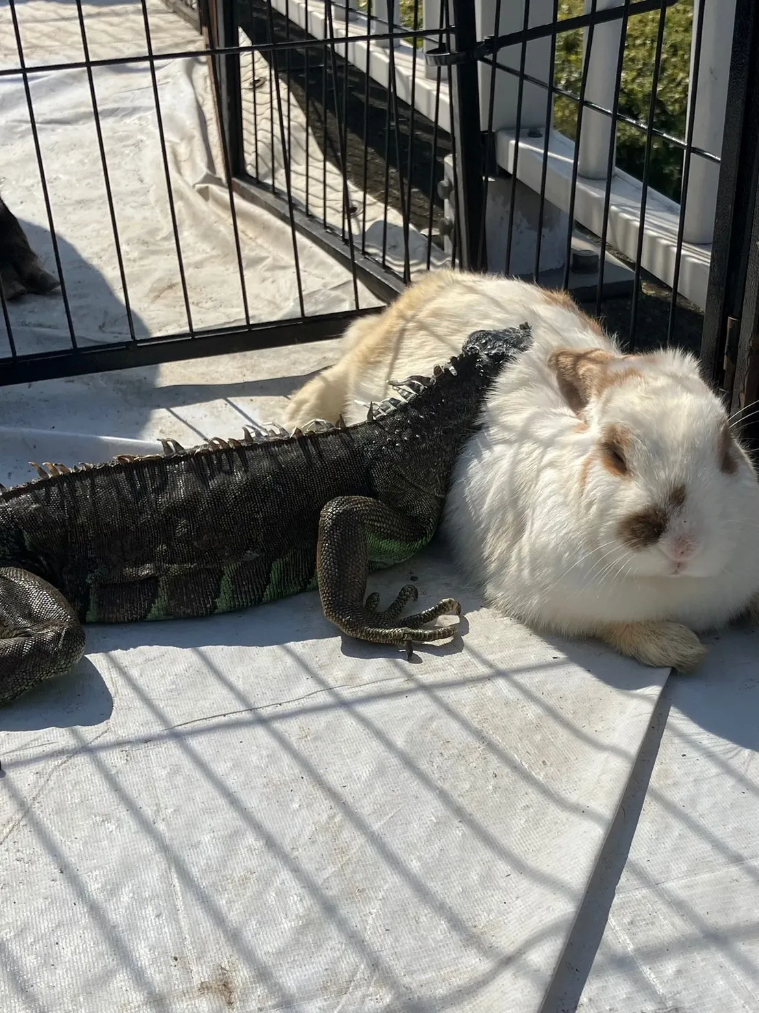 おでかけに千葉県船橋市でカメレオンとふれあいながら子どもが学べる家族向け体験ガイド