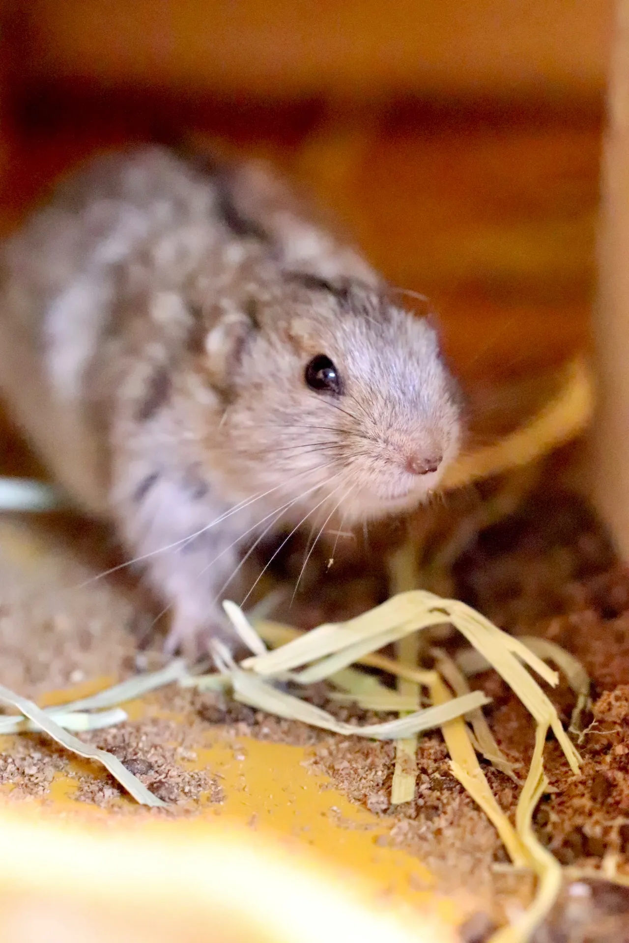 動物園千葉県船橋市でステップレミングとふれあい体験を親子で楽しむ方法