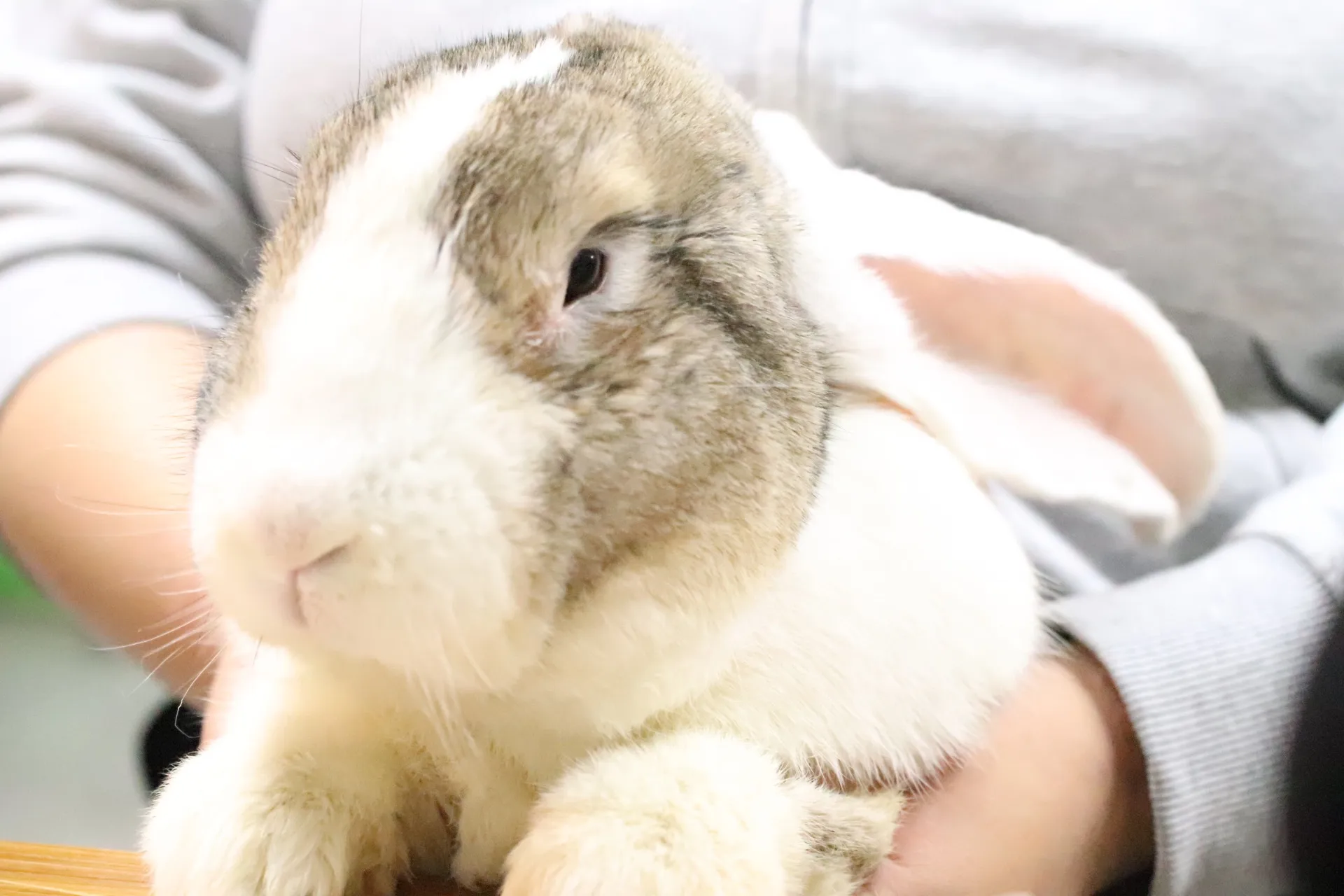 動物園を千葉県船橋市でマイナーにゆっくりまったり楽しむ家族時間のすすめ