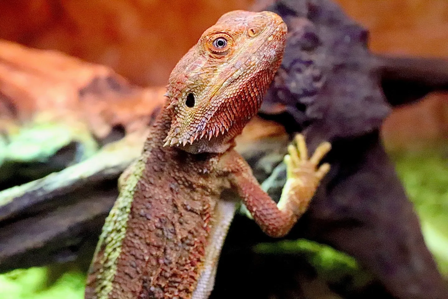 フトアゴヒゲトカゲ🦎