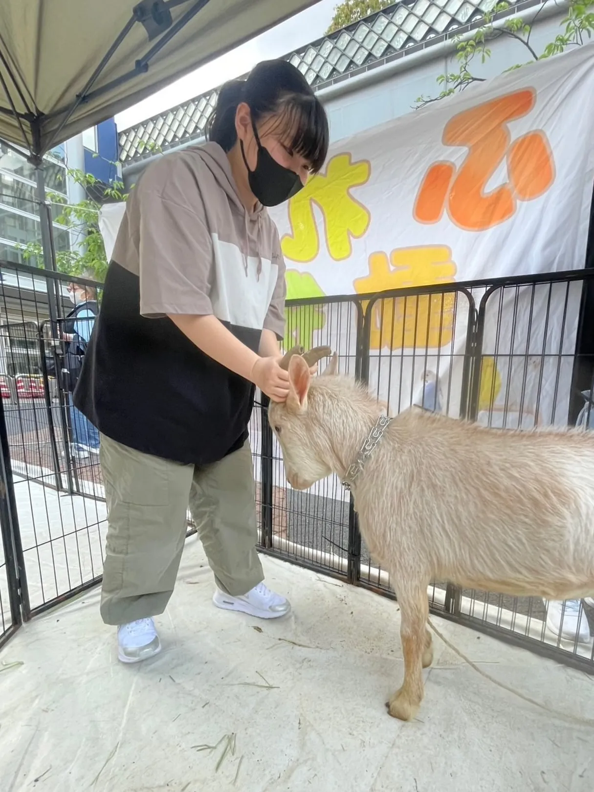 🐐 しらおさんとの触れ合い🐐