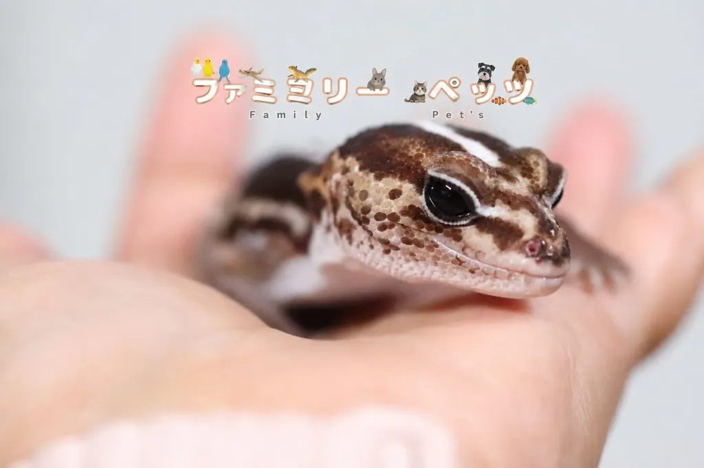 ニシアフリカトカゲモドキ🦎